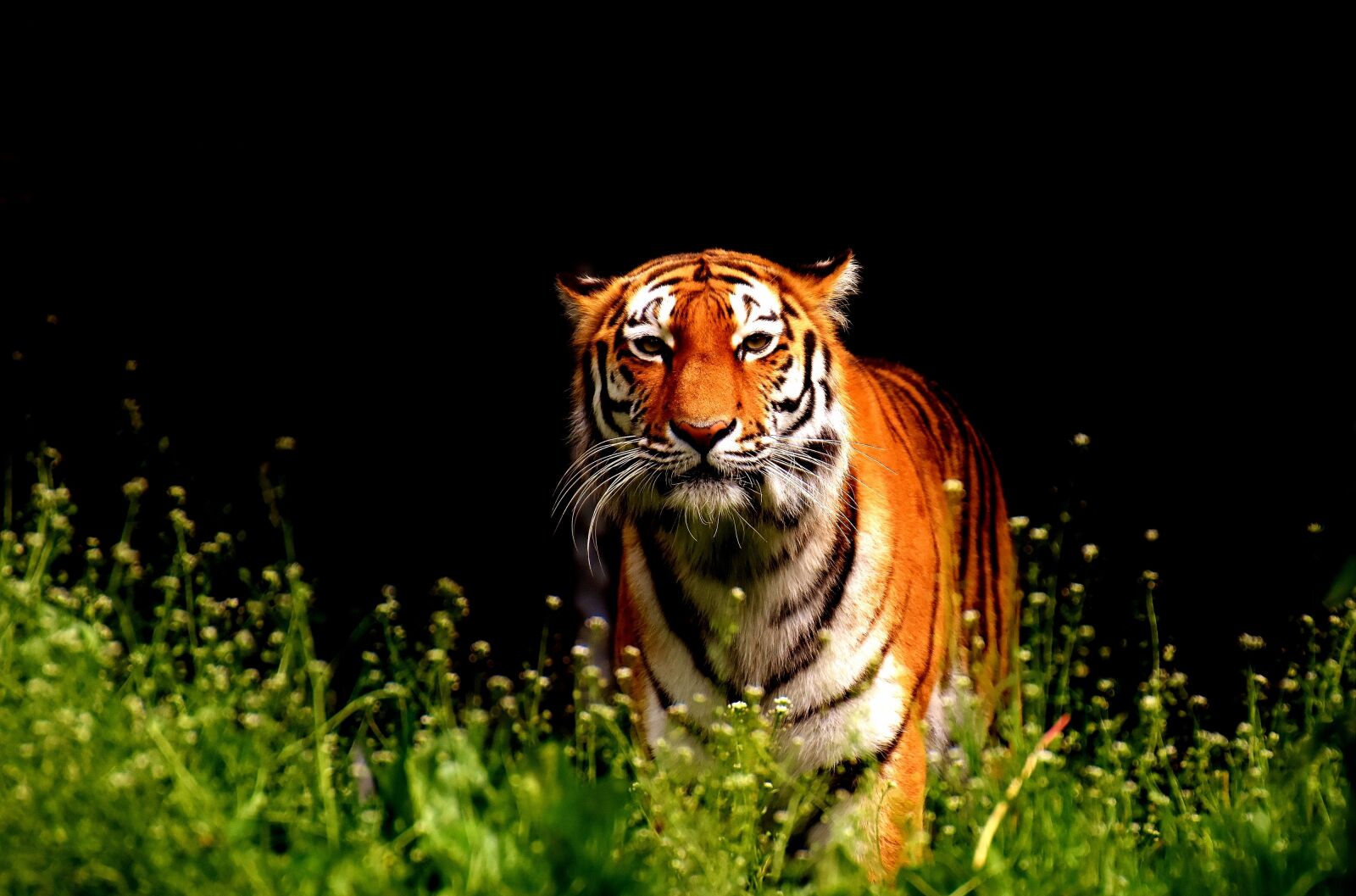 Nikon D7200 sample photo. Tiger, predator, fur photography