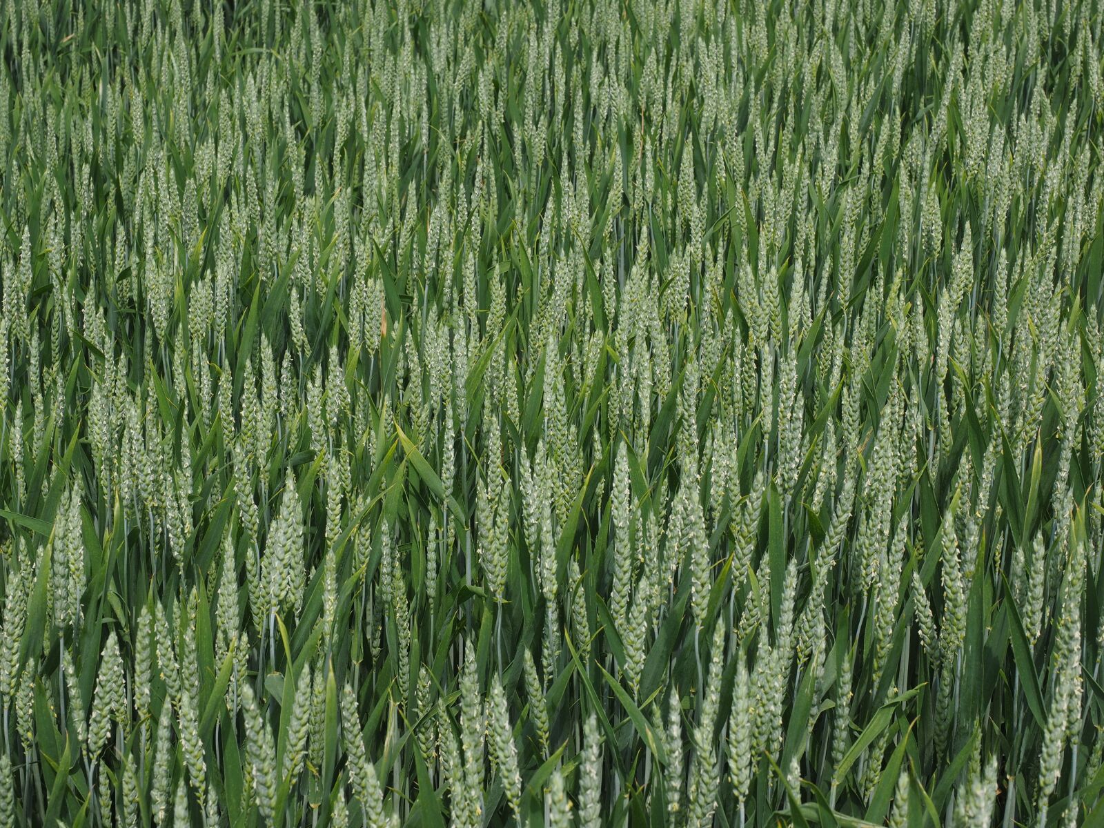 Olympus OM-D E-M1 + Olympus M.Zuiko Digital ED 12-40mm F2.8 Pro sample photo. Wheat field, wheat, wheat photography