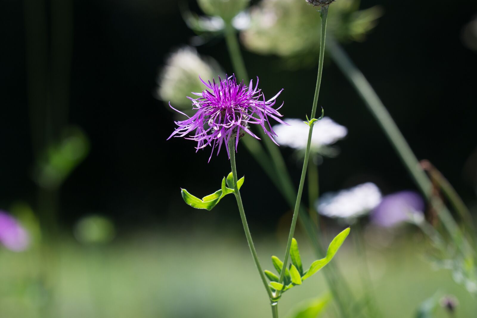 Nikon D7100 sample photo. Meadow, natural lawn, flower photography