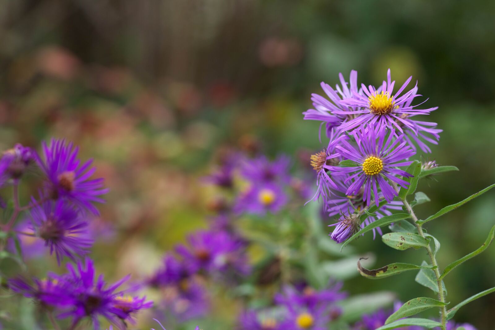 Canon EOS 5D Mark II sample photo. New england, aster, plant photography