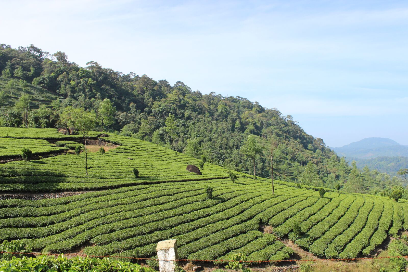 Canon EOS 600D (Rebel EOS T3i / EOS Kiss X5) sample photo. Tea, plantation, munnar photography