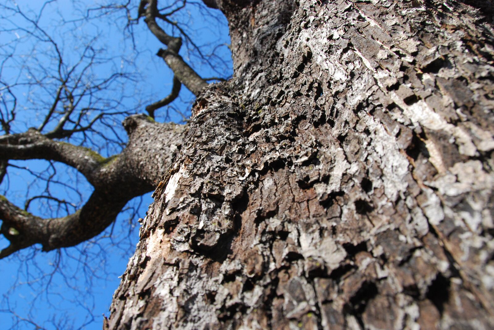 Nikon D80 sample photo. Tree, tree bark, bark photography