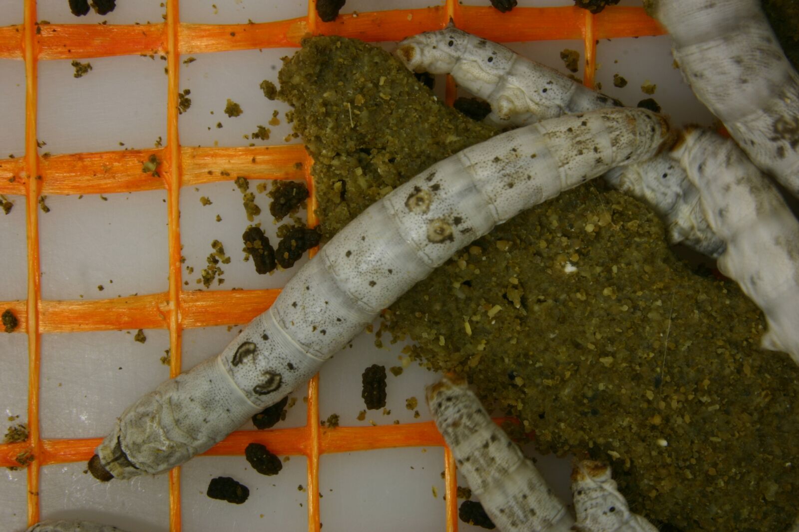 Canon EOS 300D (EOS Digital Rebel / EOS Kiss Digital) sample photo. Silkworm, cocoon, insect photography
