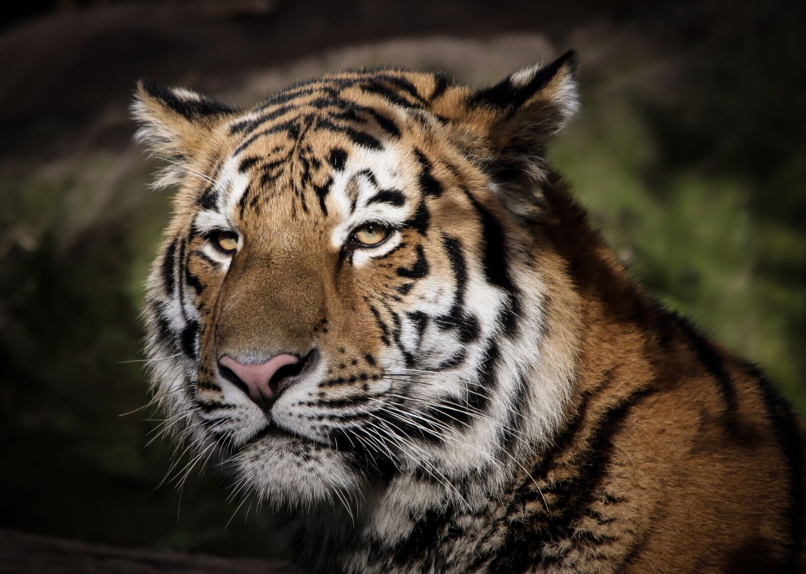 Canon EOS 550D (EOS Rebel T2i / EOS Kiss X4) sample photo. Tiger, predator, big cat photography