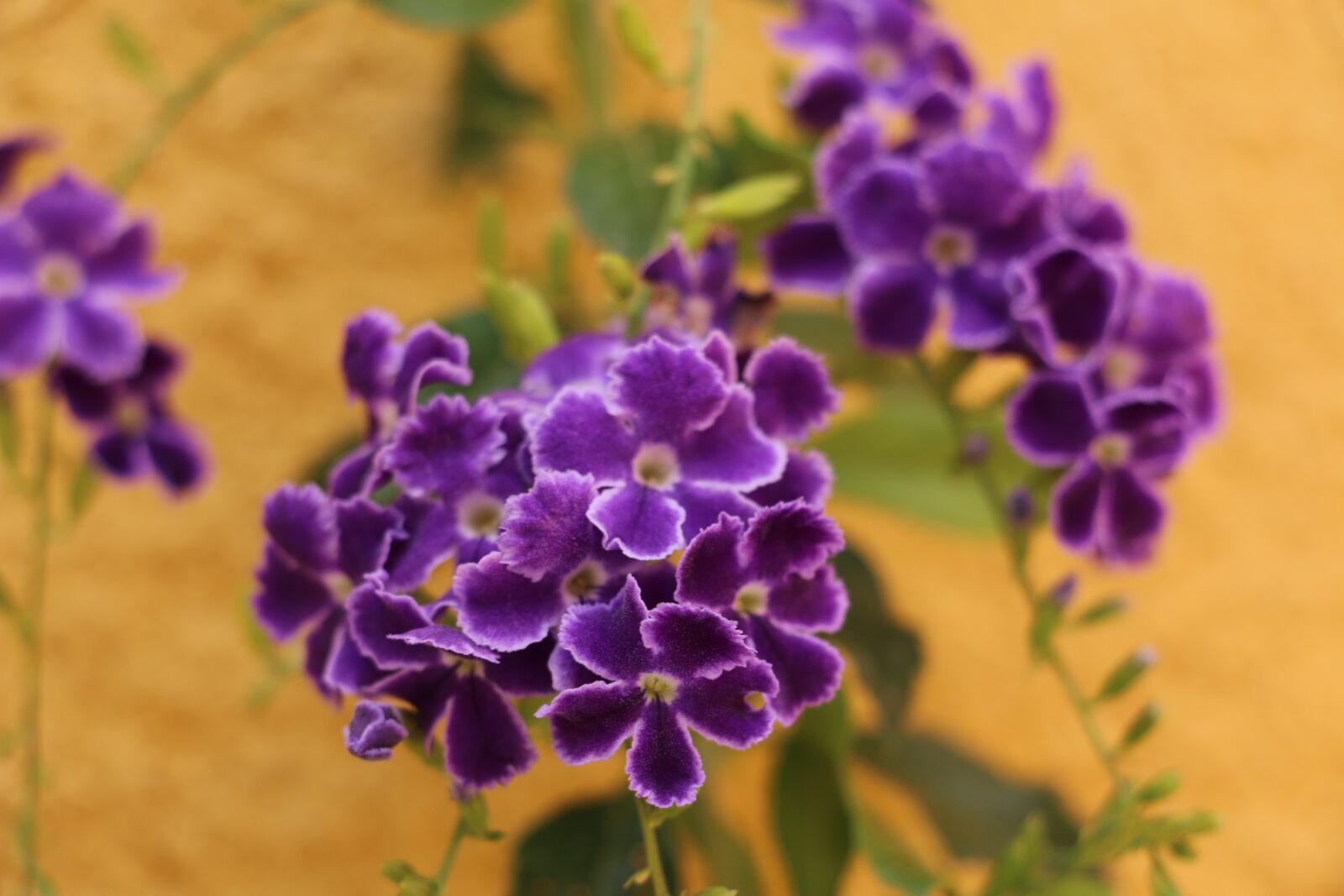 Canon EOS 70D sample photo. Flower, carnivorous, purple photography