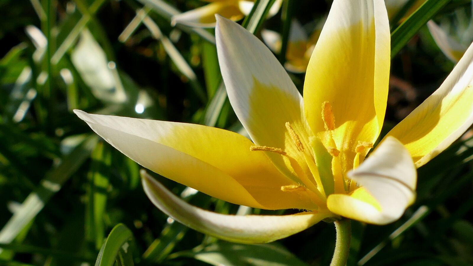 Panasonic Lumix DMC-FZ1000 sample photo. Tulip, yellow-white, flower photography