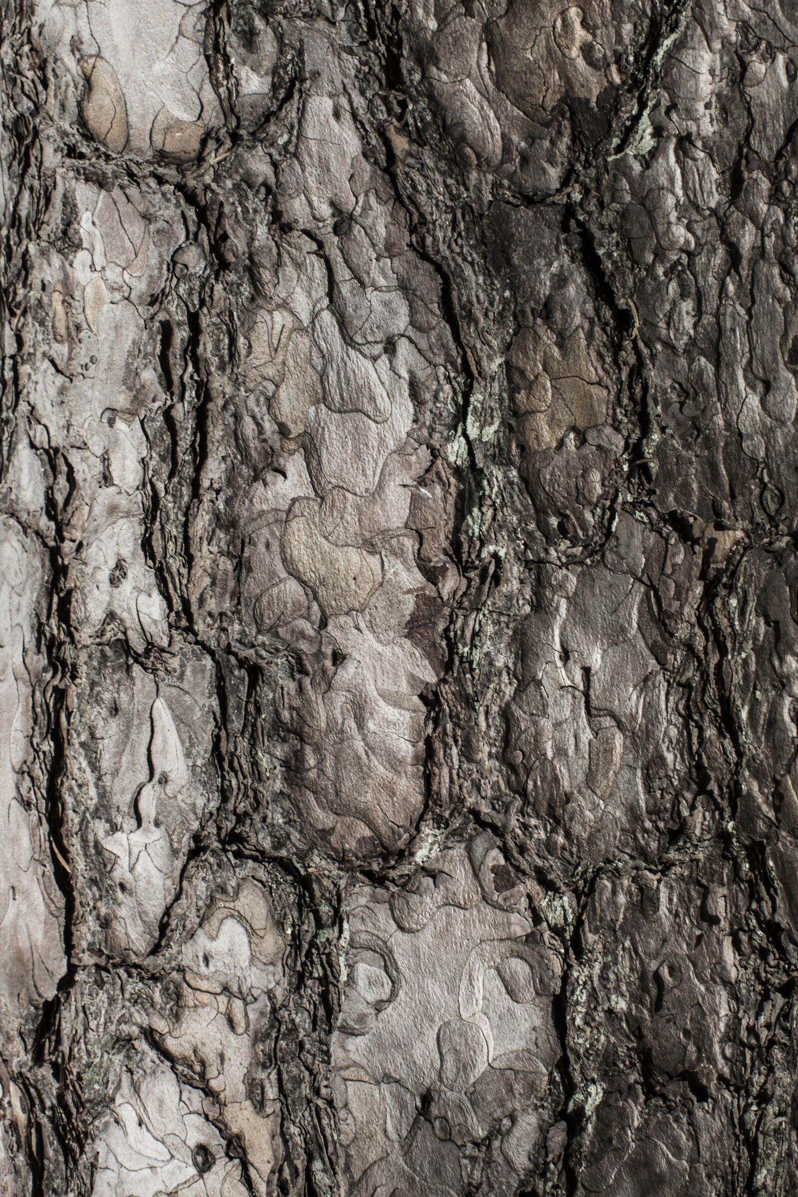 Canon EF 50mm F1.2L USM sample photo. Texture, photo, nature photography