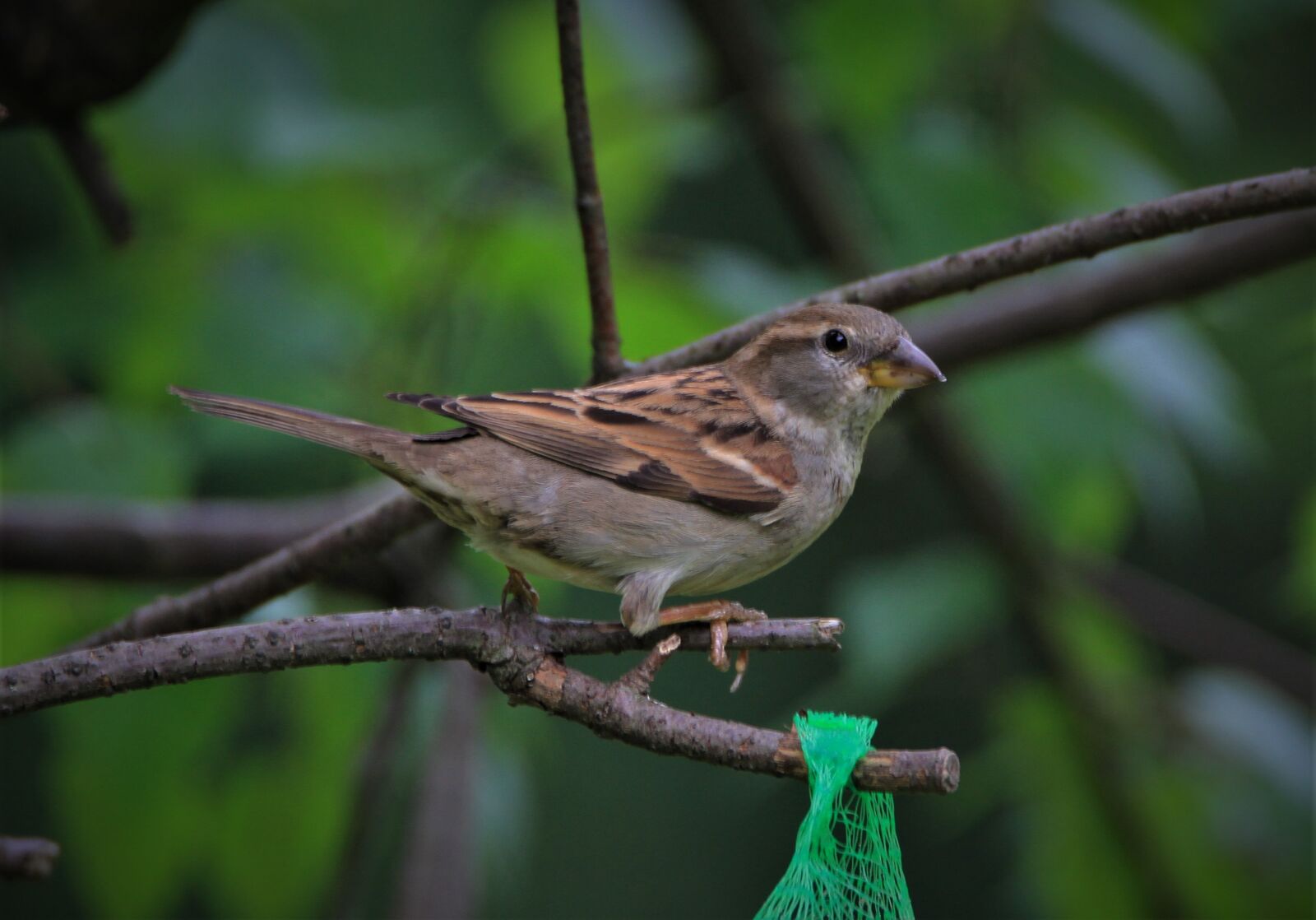 Canon EOS 7D sample photo. Sparrow, bird, songbird photography