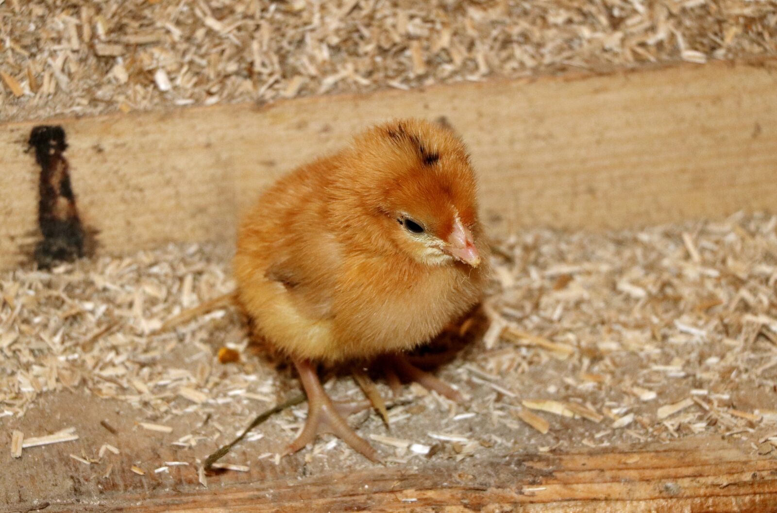 Canon EOS 750D (EOS Rebel T6i / EOS Kiss X8i) sample photo. Chicken, nestling, chicken coop photography