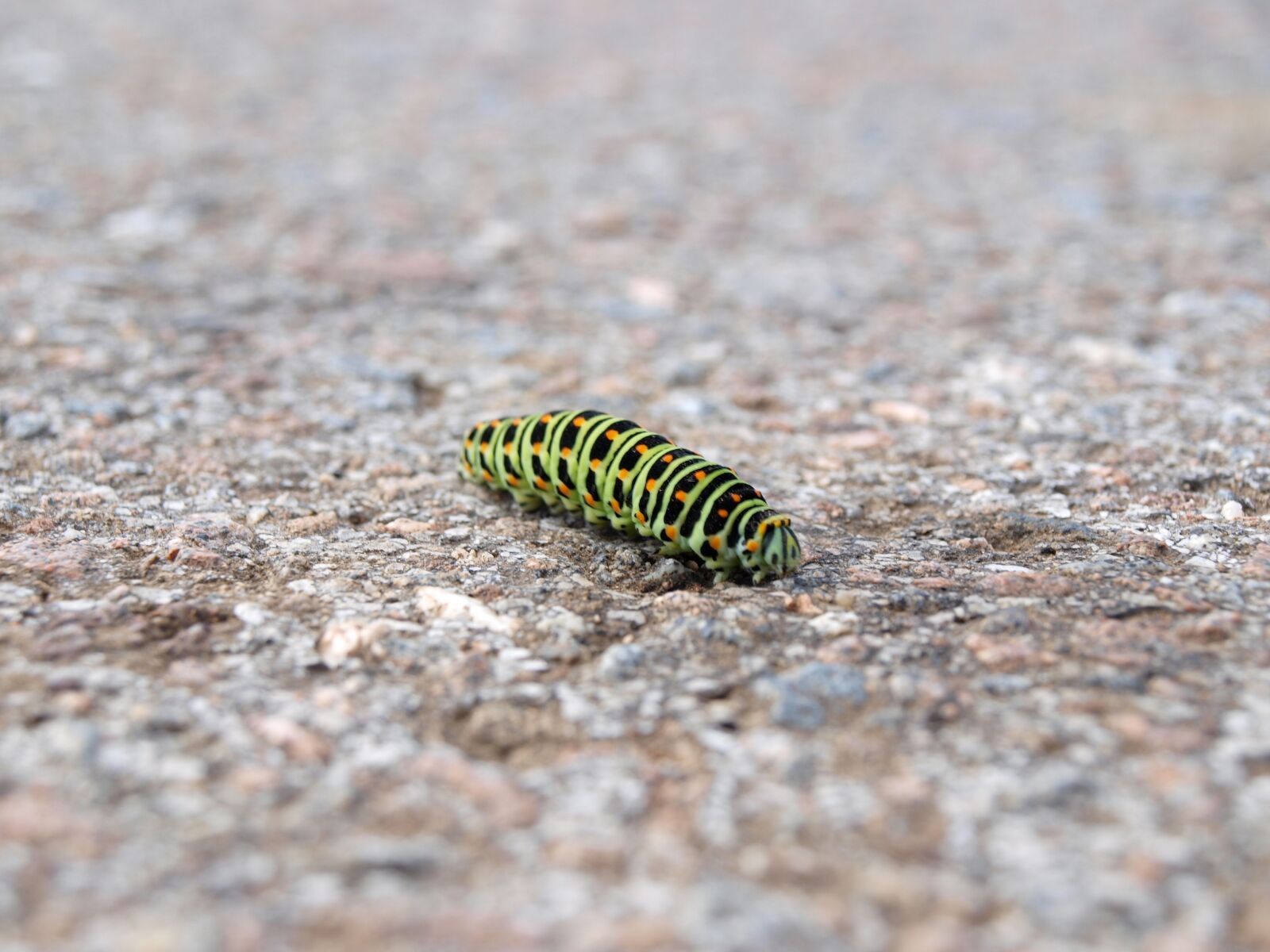 Olympus E-520 (EVOLT E-520) sample photo. Caterpillar, nature, macro photography