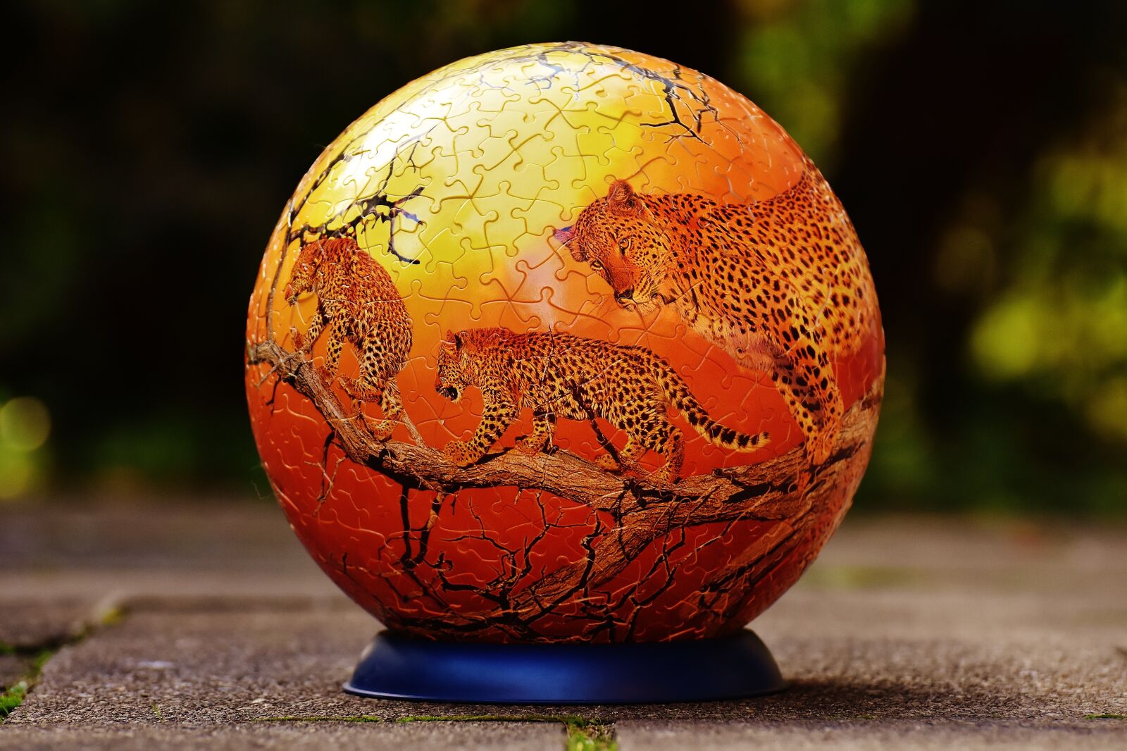 Nikon D7200 sample photo. Puzzle ball, leopard, wild photography
