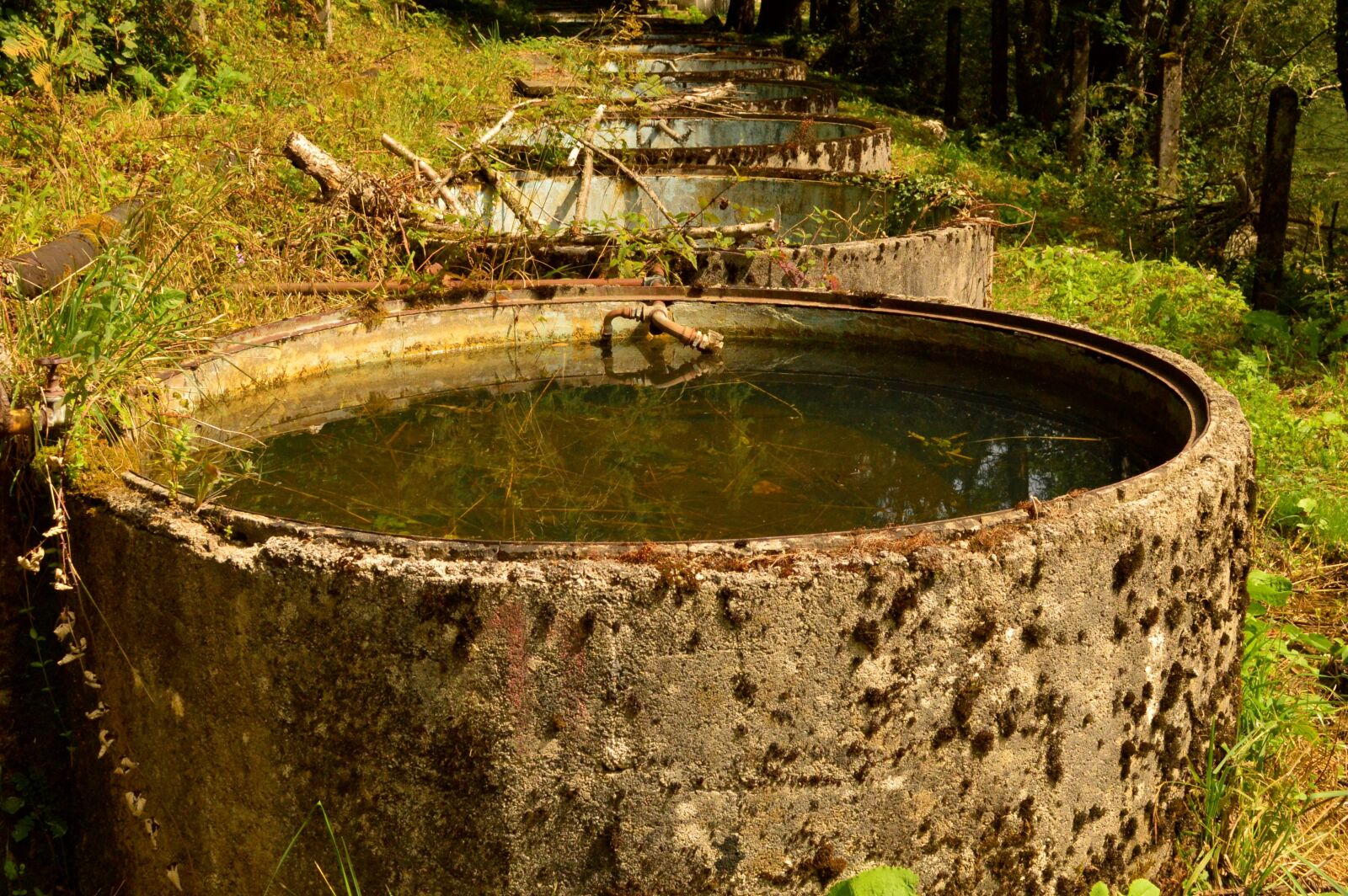 Nikon D3200 sample photo. Water, water tank, water-plant photography