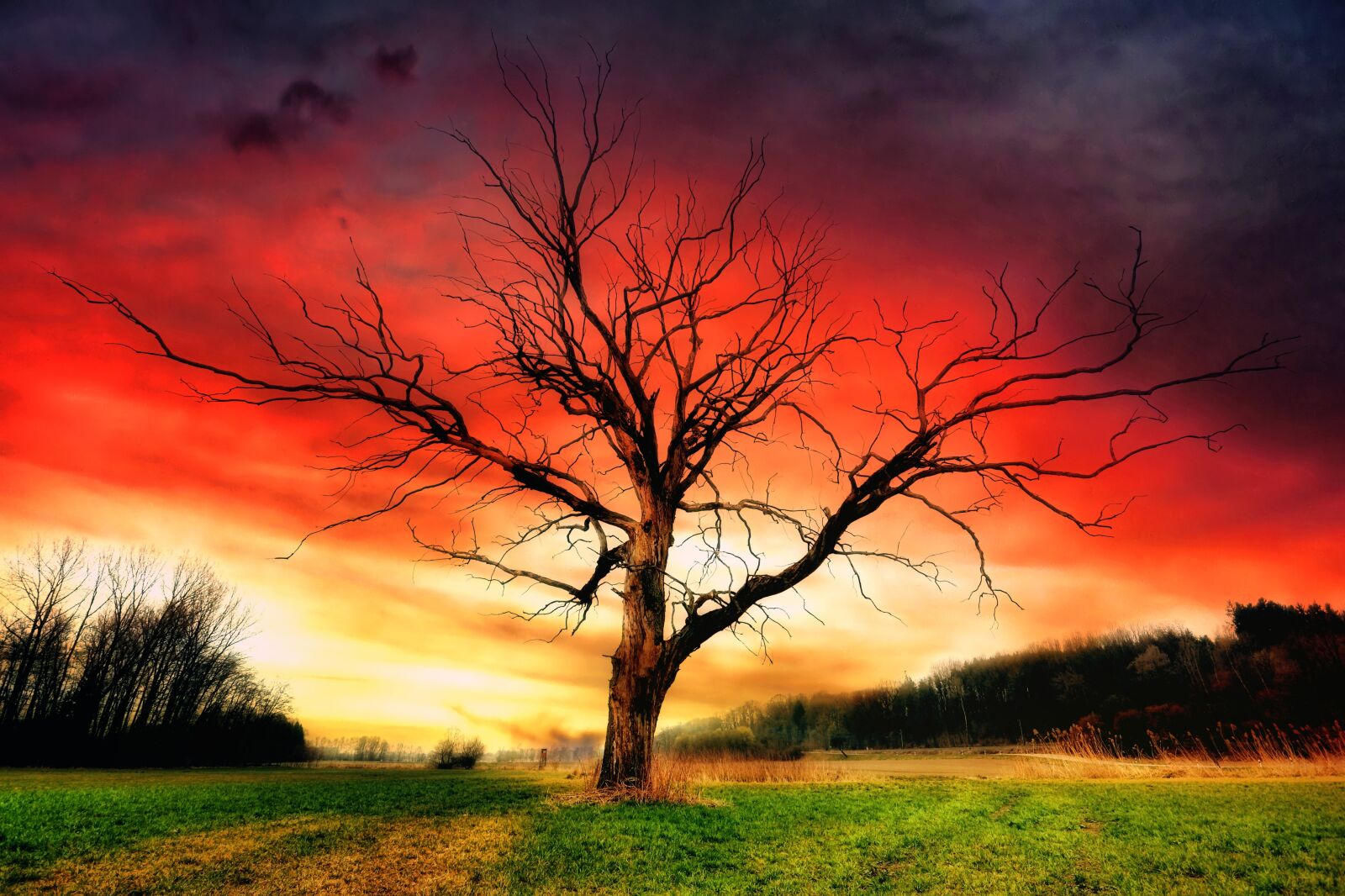 Canon EOS 5D sample photo. Tree, sunset, landscape photography