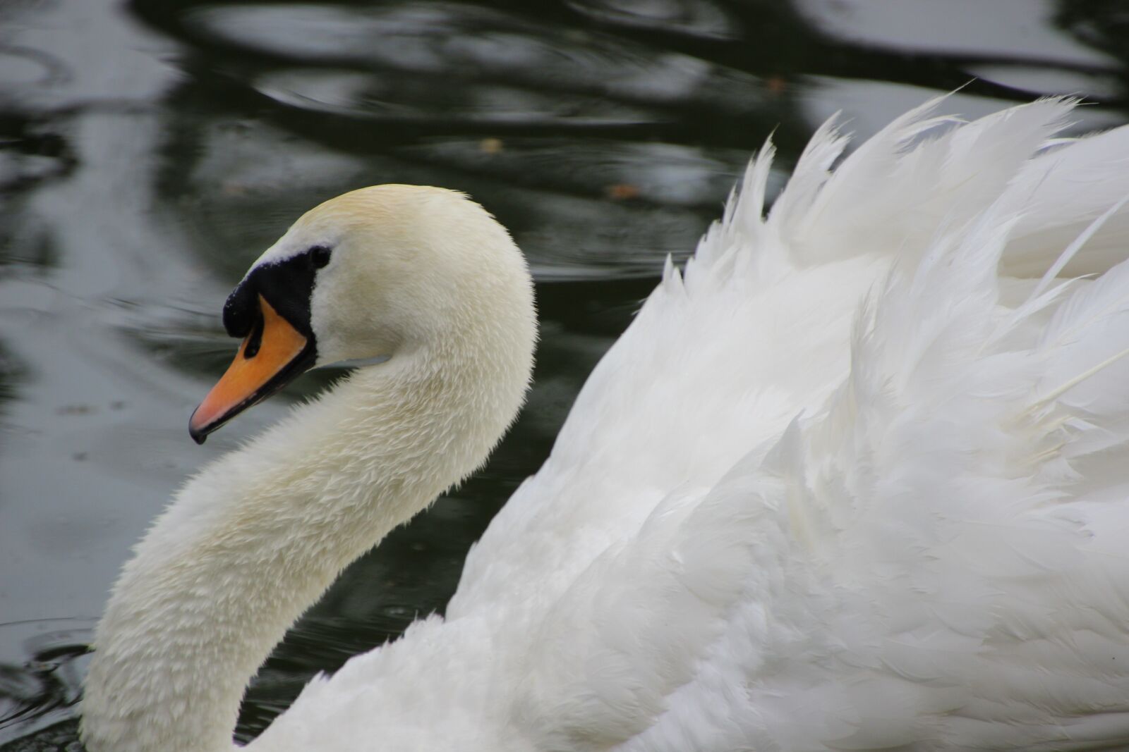 Canon EOS 600D (Rebel EOS T3i / EOS Kiss X5) sample photo. Swan, white swan, bird photography