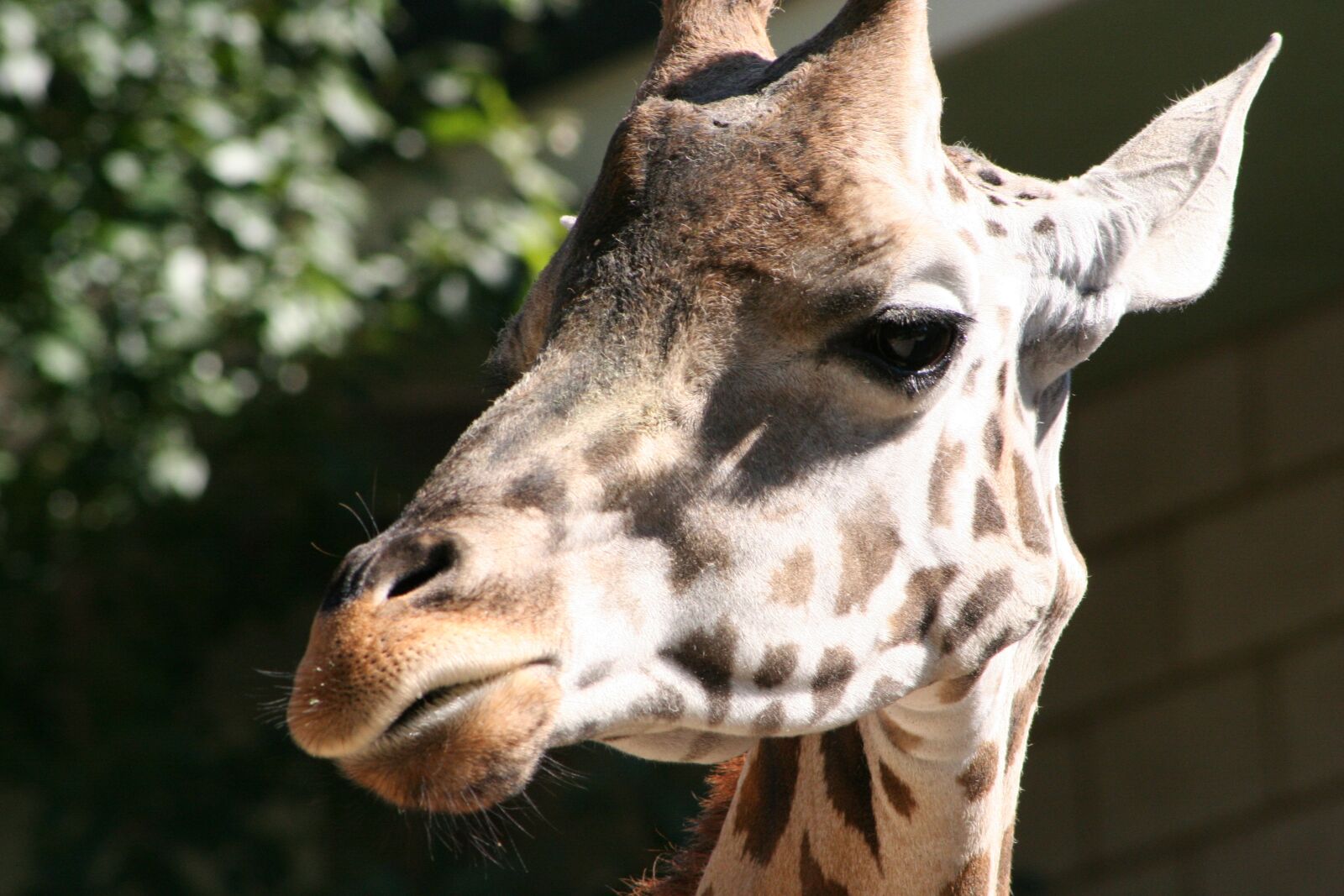 Canon EOS 350D (EOS Digital Rebel XT / EOS Kiss Digital N) sample photo. Africa, giraffe, mammal photography