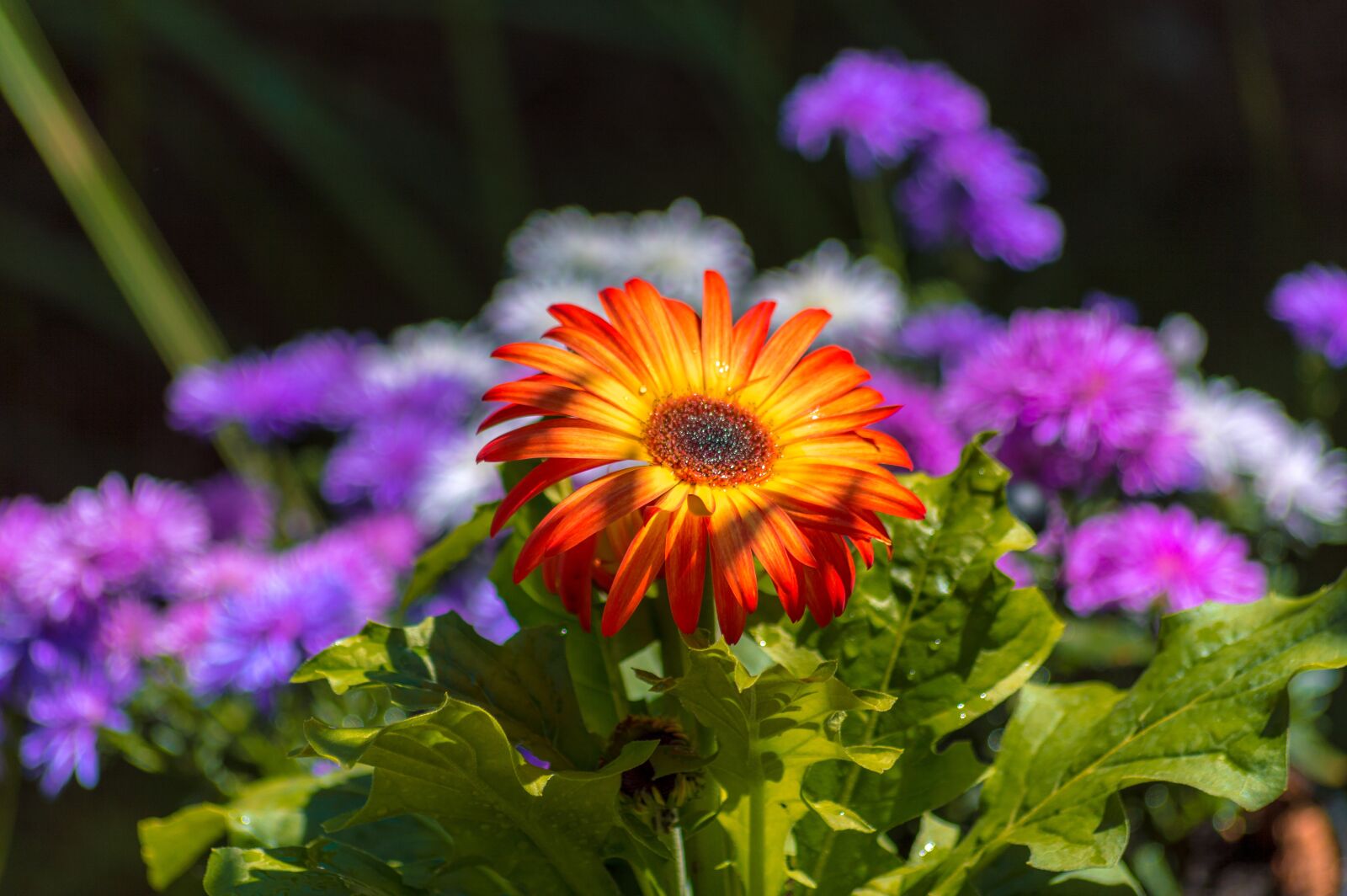 Nikon D3200 sample photo. Orange, flower, purple photography
