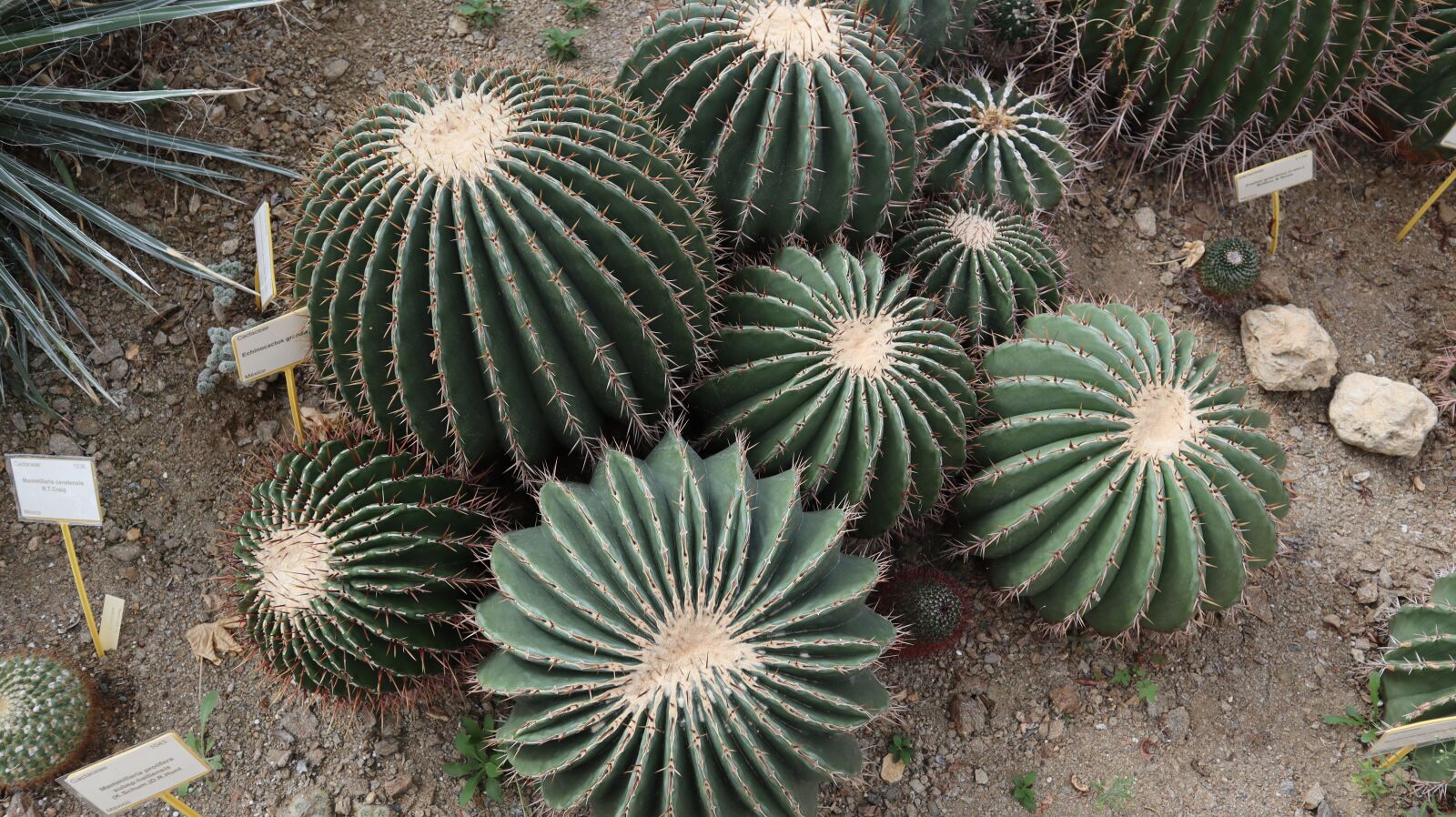 Canon EF-M 15-45mm F3.5-6.3 IS STM sample photo. Cactus, plant, succulent photography