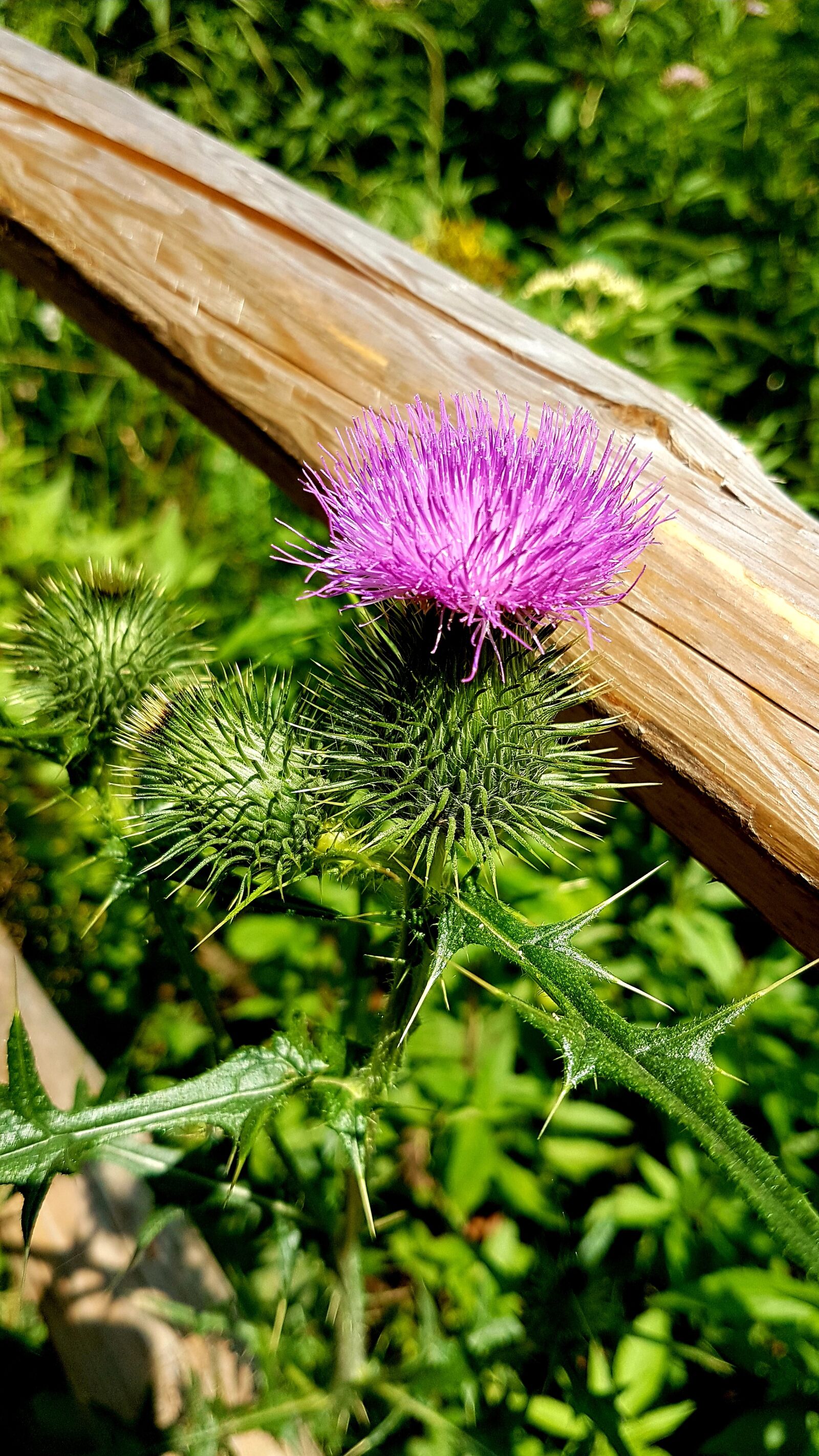 Samsung Galaxy S7 sample photo. Flower, nature, plant photography