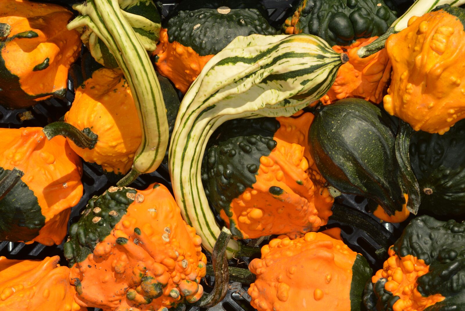Nikon D5200 sample photo. Pumpkin, vegetable, orange photography