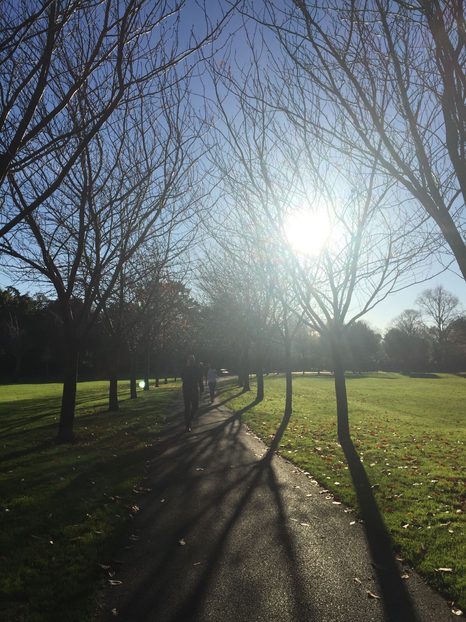 Apple iPhone 6 sample photo. Autumn, park, sunny, day photography