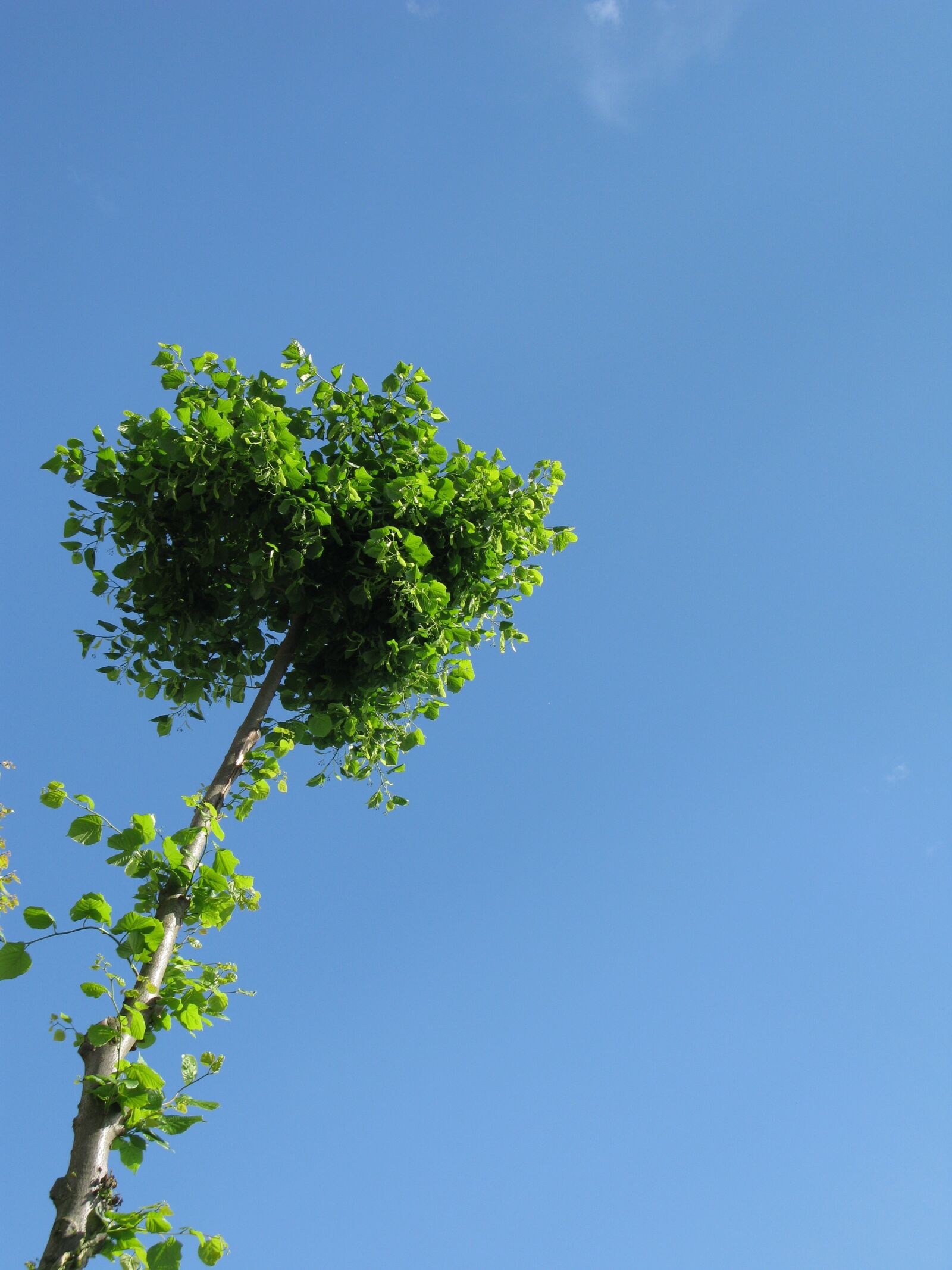 Canon POWERSHOT G9 sample photo. Tree, blue, sky photography