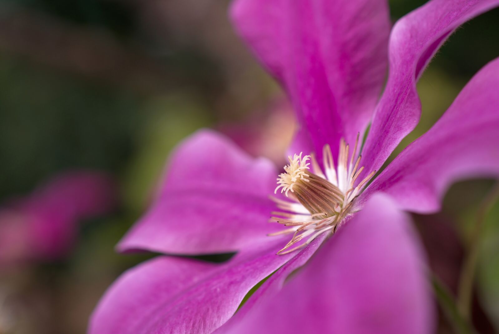 Nikon D5600 sample photo. Clematis, blossom, bloom photography