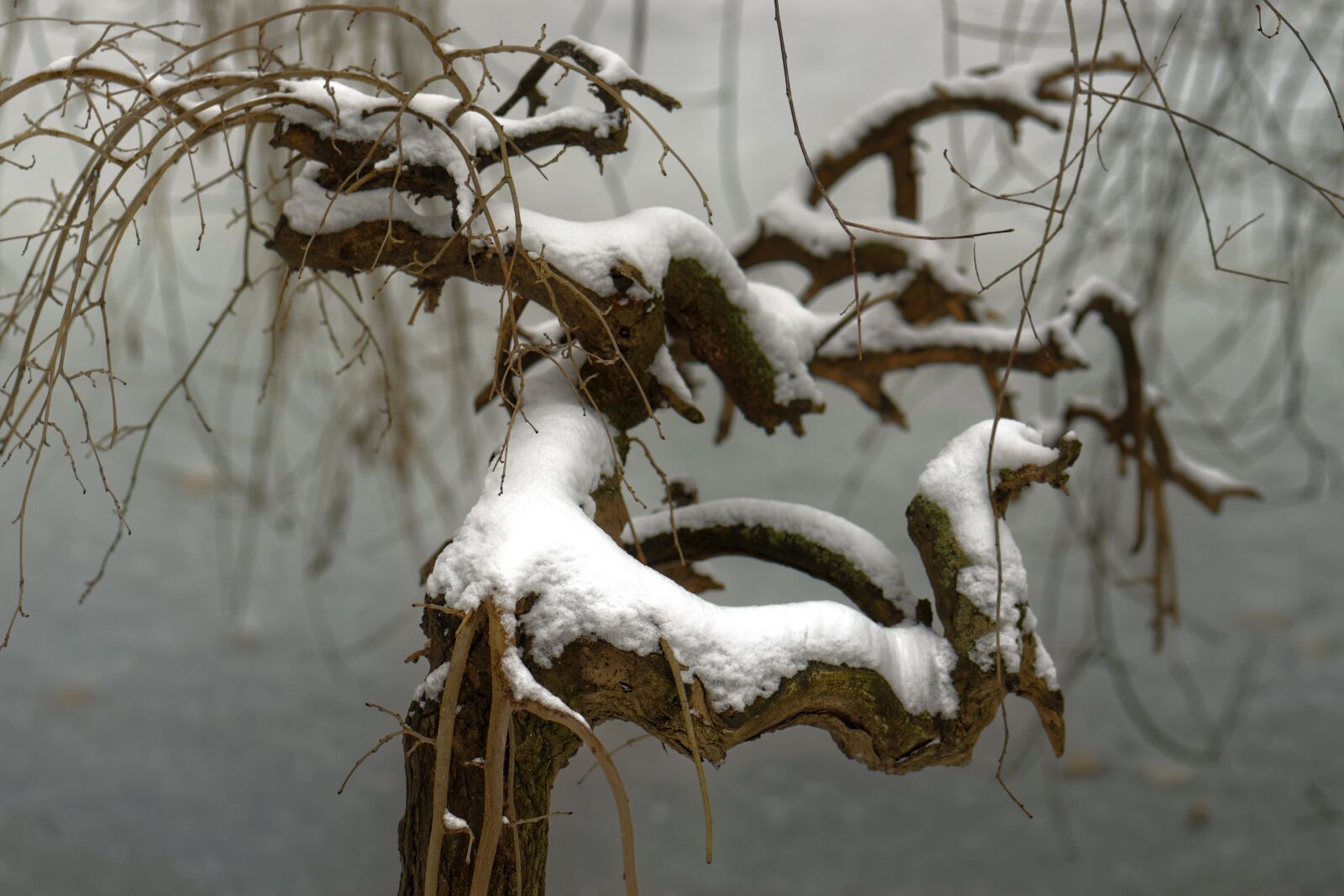Nikon D5300 sample photo. Tree, twigs, snow photography