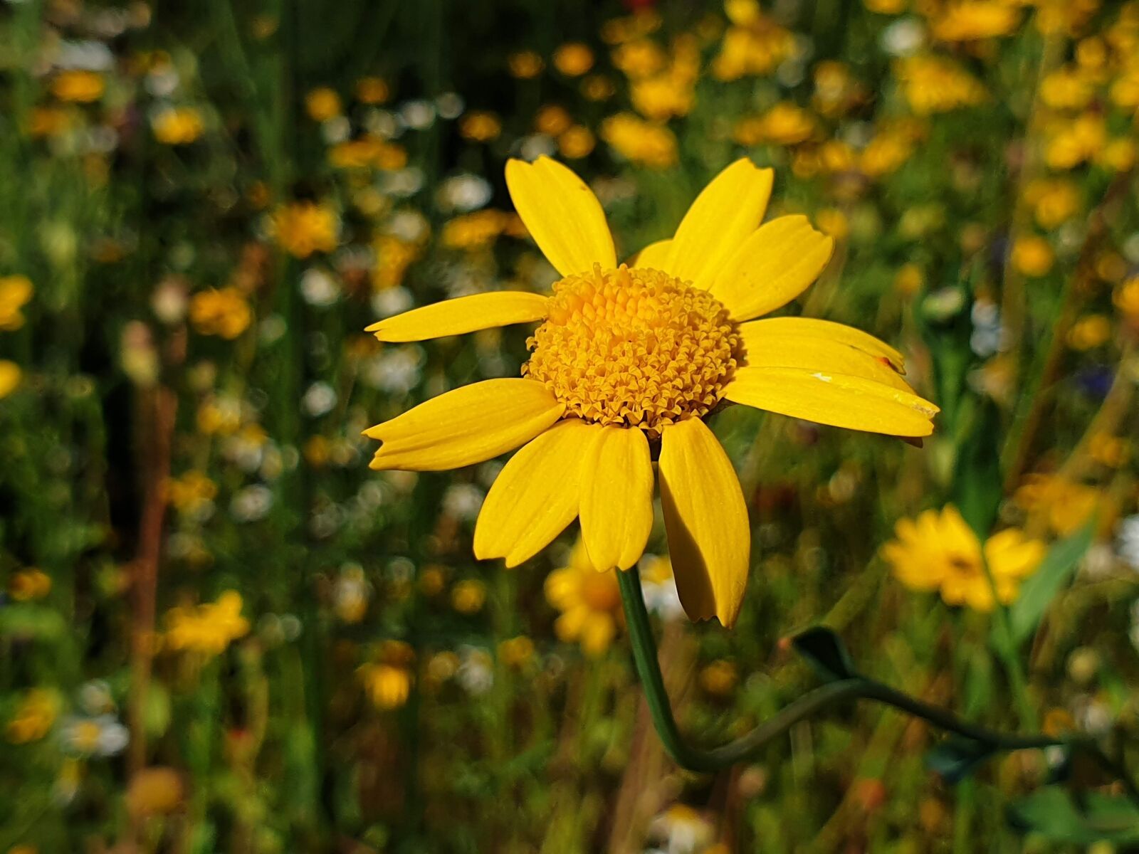 Samsung Galaxy S9 sample photo. Shadow, flowers, nature photography