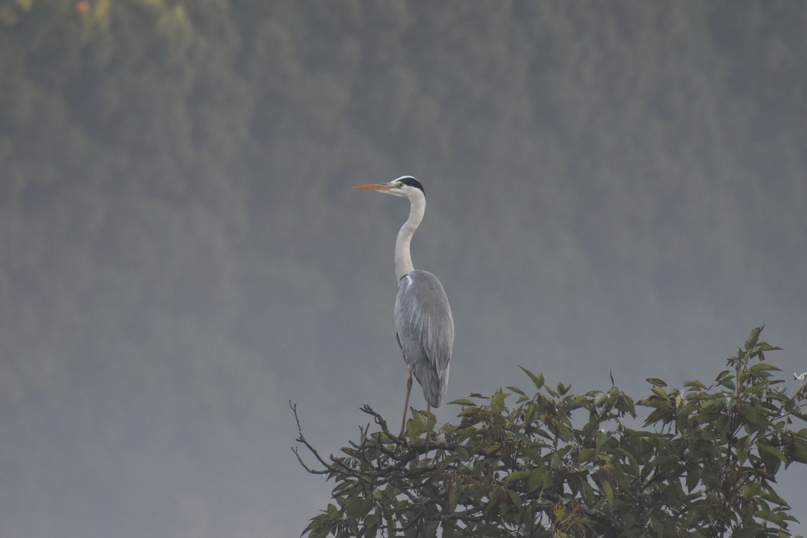 Nikon D7200 sample photo. Animal, morning, fog photography