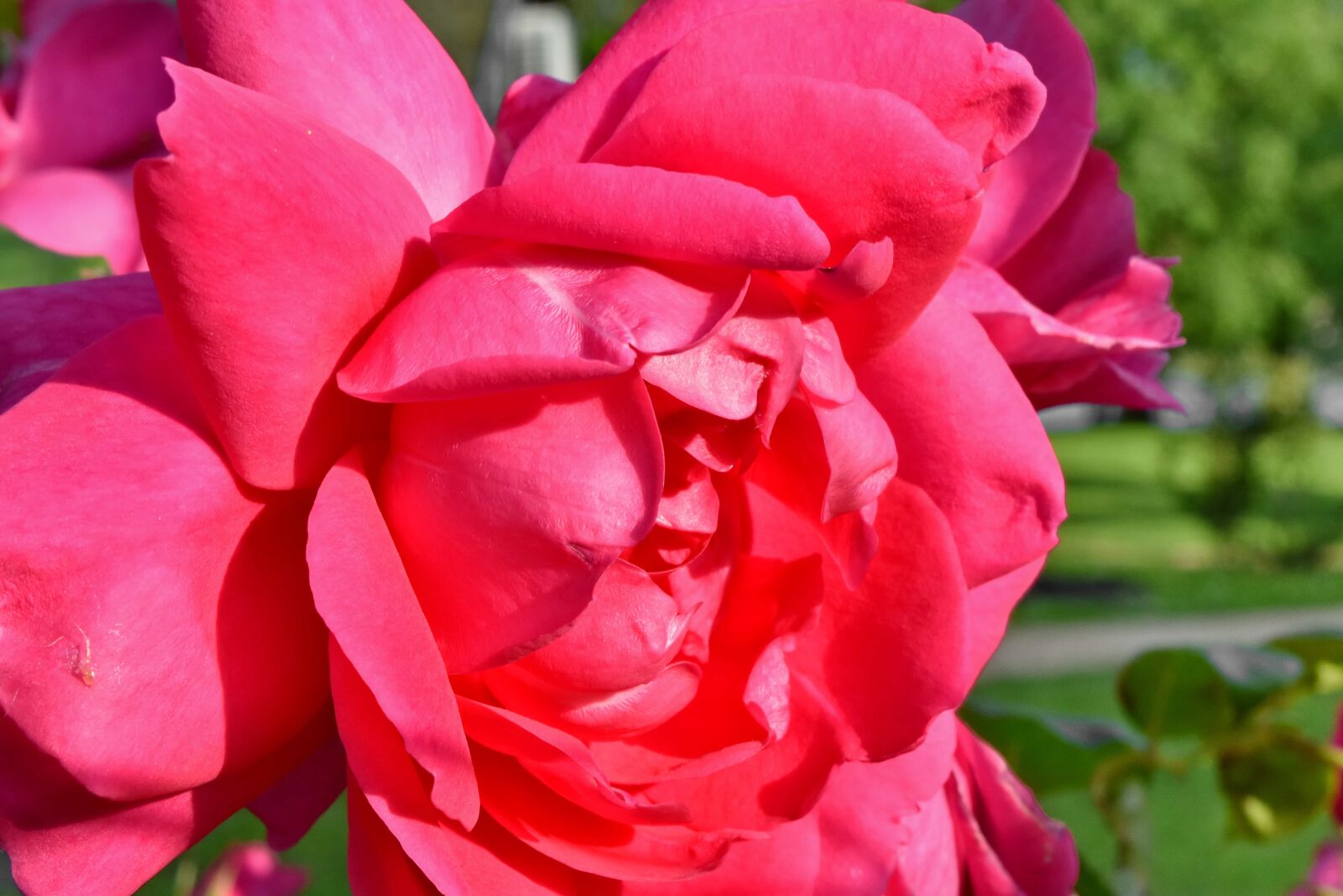 Nikon D5500 sample photo. Details, ecology, petals, pink photography