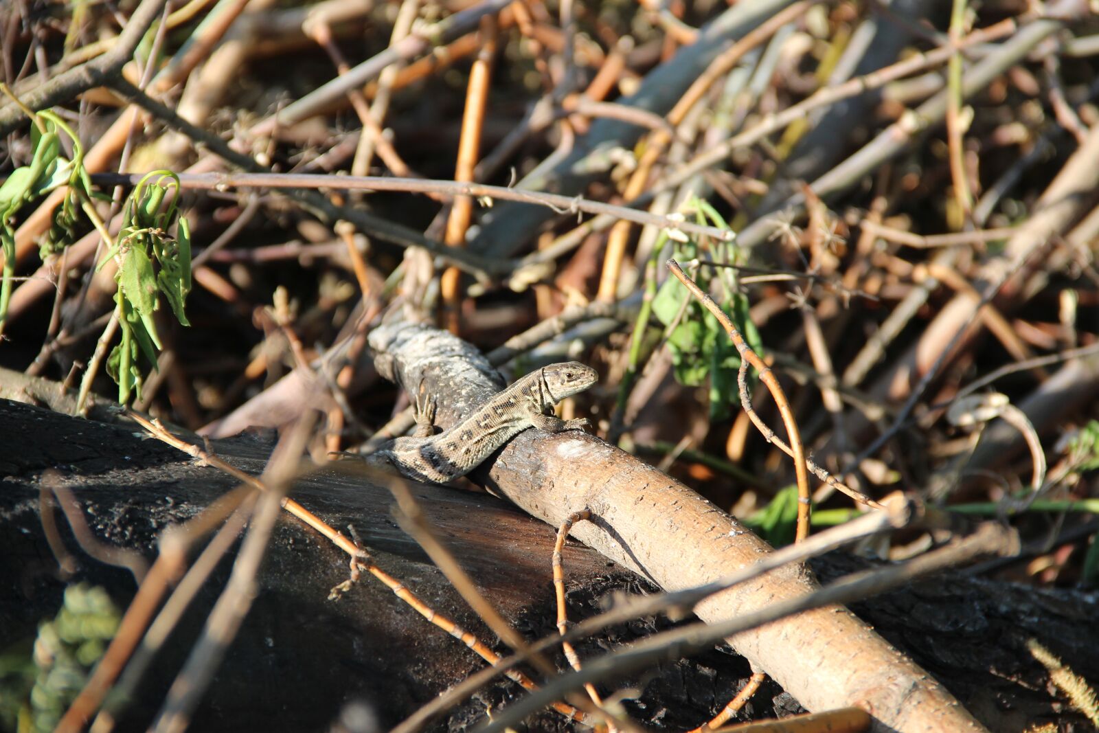 Canon EOS 600D (Rebel EOS T3i / EOS Kiss X5) sample photo. Lizard, nature, living nature photography