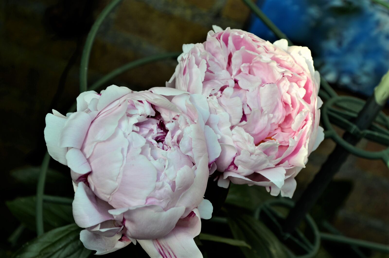Nikon D5100 sample photo. Nature, roses, plant photography