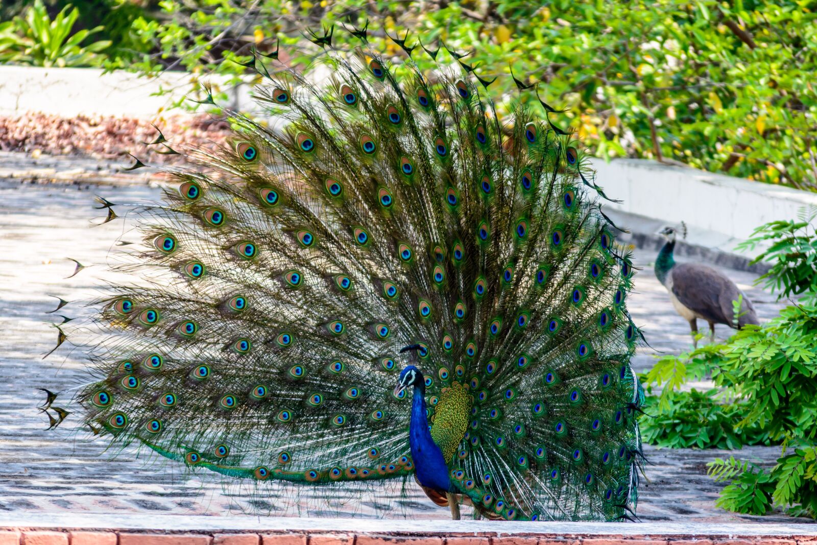Nikon D5200 sample photo. Peacock, bird, plumage photography