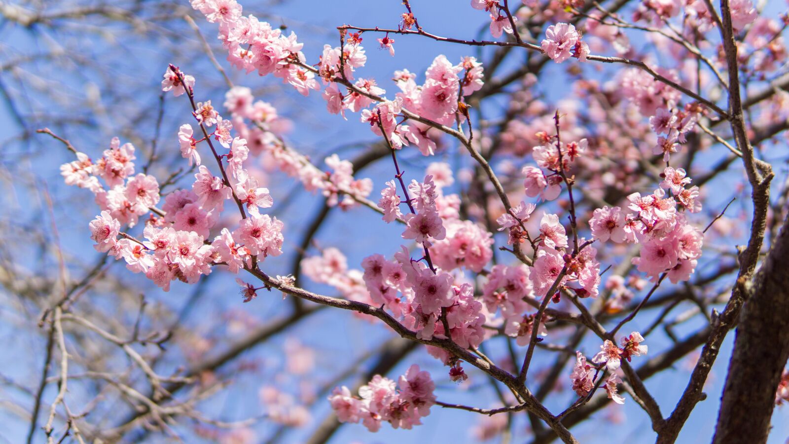 Sony a6000 sample photo. Cherry blossom, japan, japanese photography