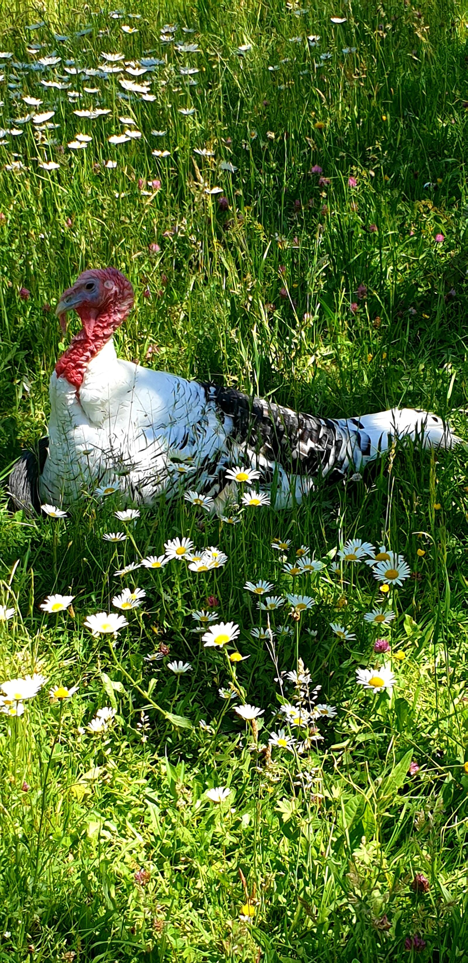 Samsung Galaxy S9 sample photo. Chicken, animal, brakel chicken photography