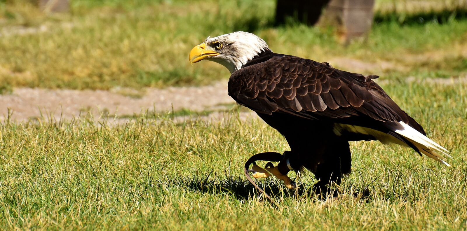 Nikon D7200 sample photo. Adler, bald eagles, bird photography