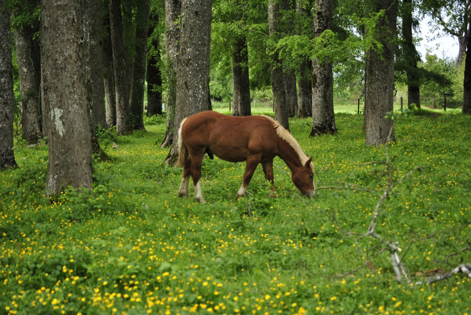 Nikon D3000 sample photo. Temuco, chile, southern chile photography