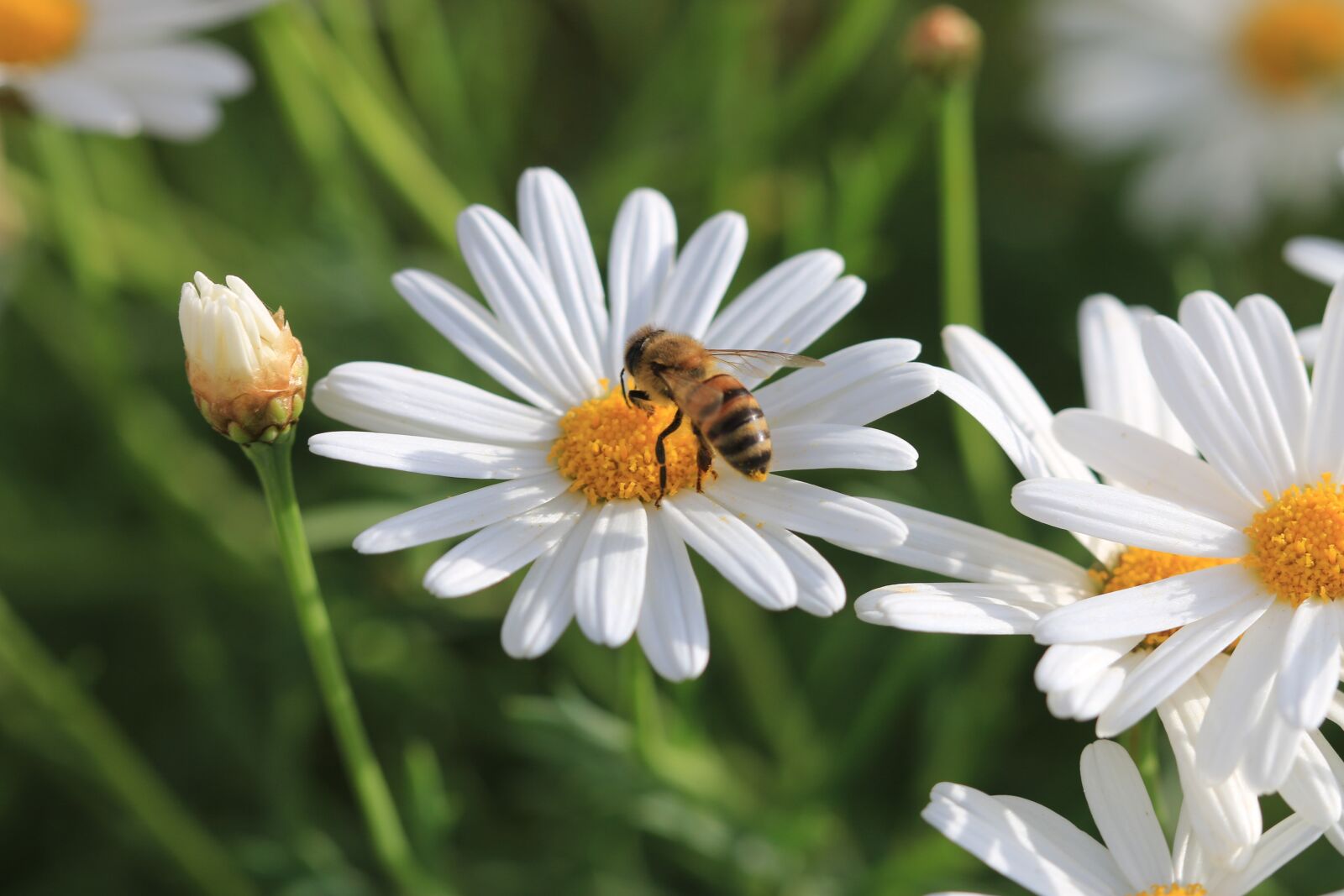 Canon EOS 70D + Canon EF 100mm F2.8 Macro USM sample photo. Daisy, white, flower photography