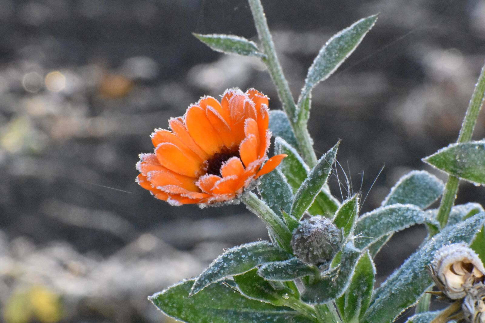 Nikon D3400 sample photo. Autumn, leann, frost photography