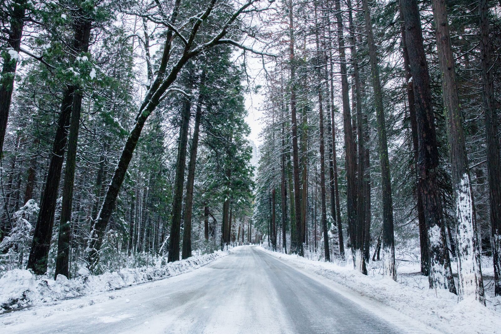 Canon EOS 5D Mark IV sample photo. Snow, forest, way photography