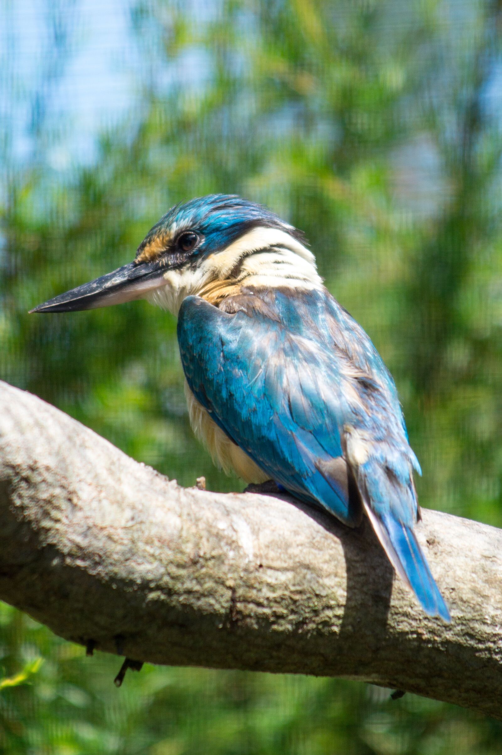 Sony SLT-A58 sample photo. Kingfisher, zoo, bird photography