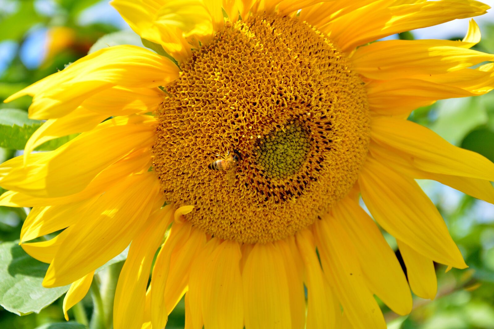 Nikon D3200 sample photo. Sunflower, flower, bees photography