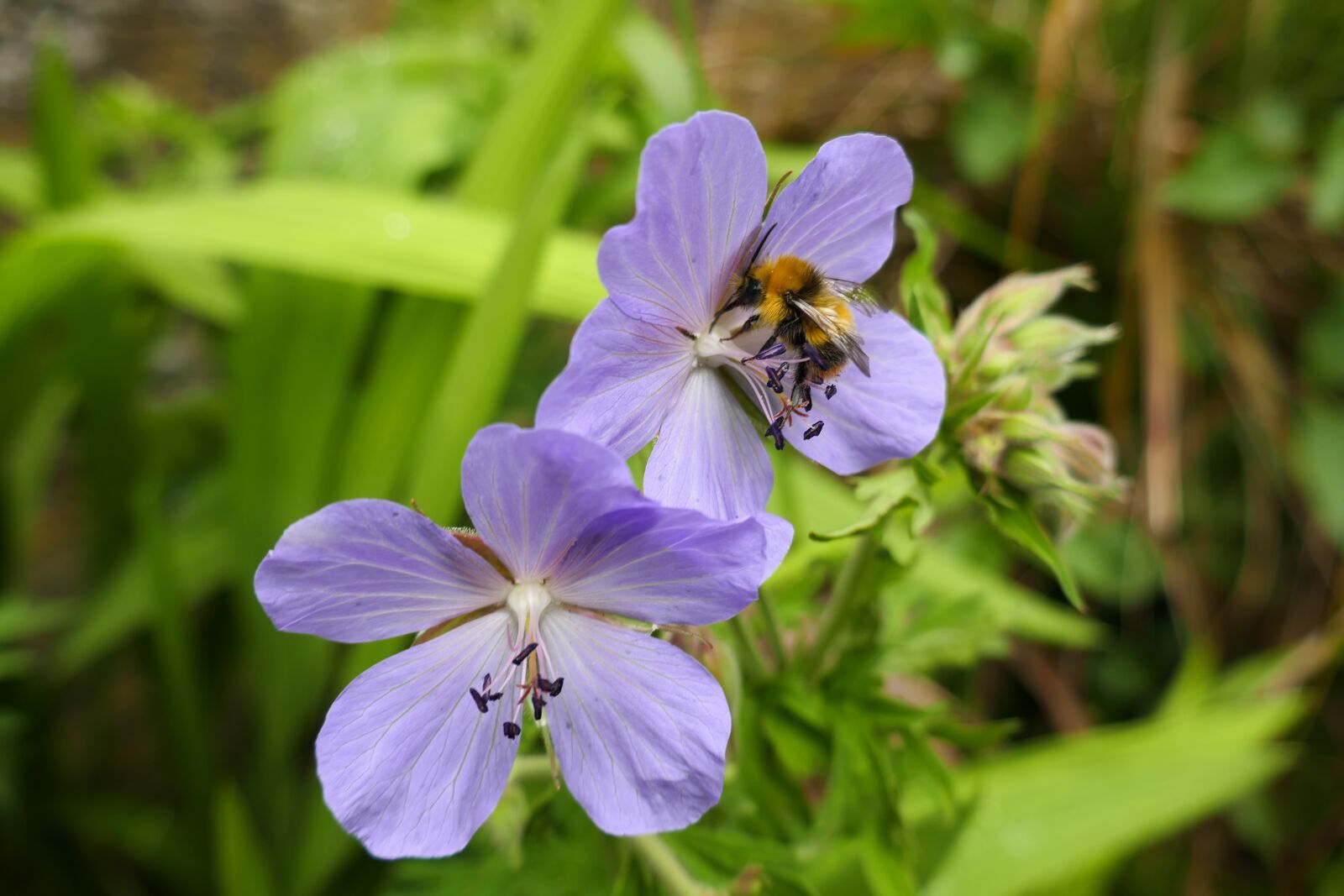 Panasonic Lumix DMC-ZS100 (Lumix DMC-TZ100) sample photo. Geranium, cranes-bill, bee photography