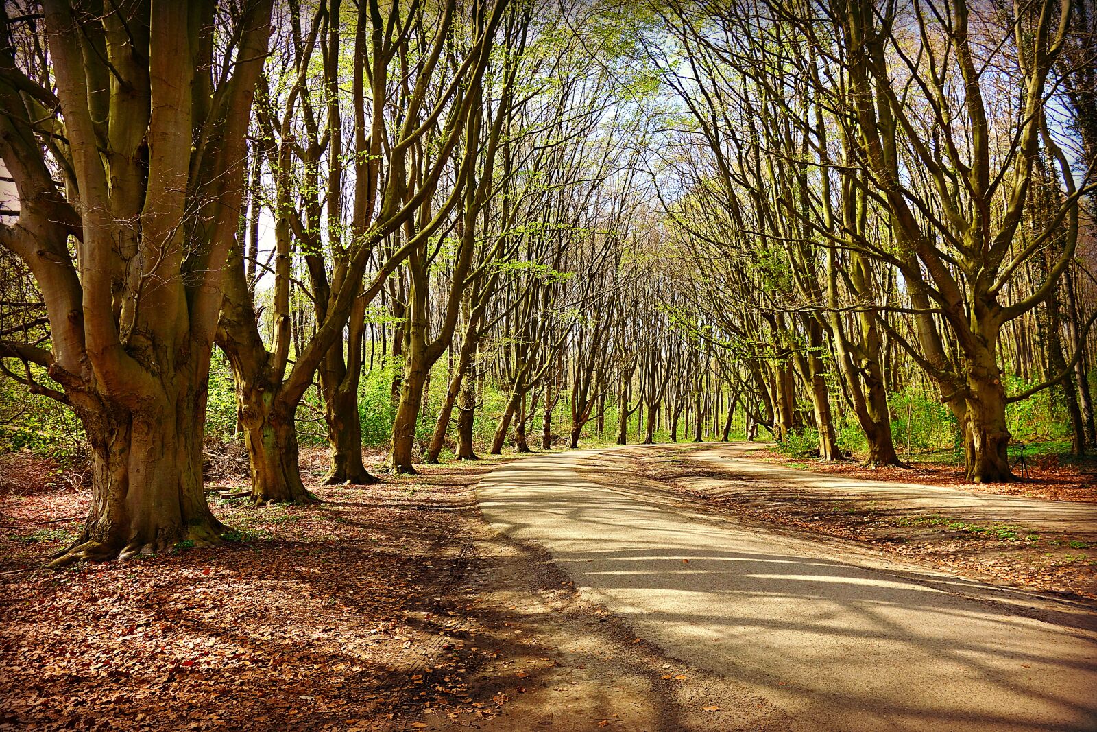 Sony Cyber-shot DSC-RX100 sample photo. Tree, forest, lane photography