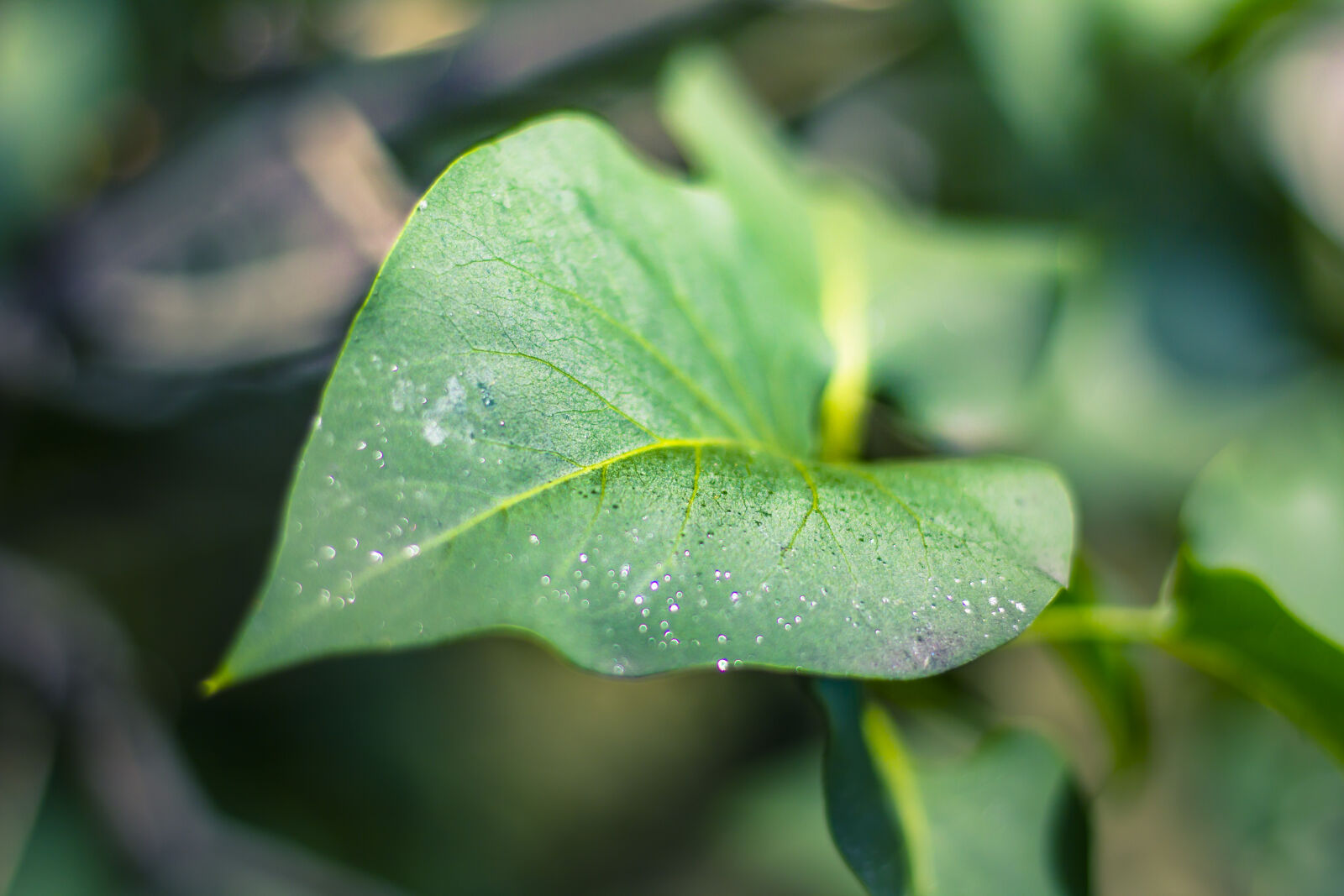 Canon EOS 60D + Canon EF 50mm F1.8 STM sample photo