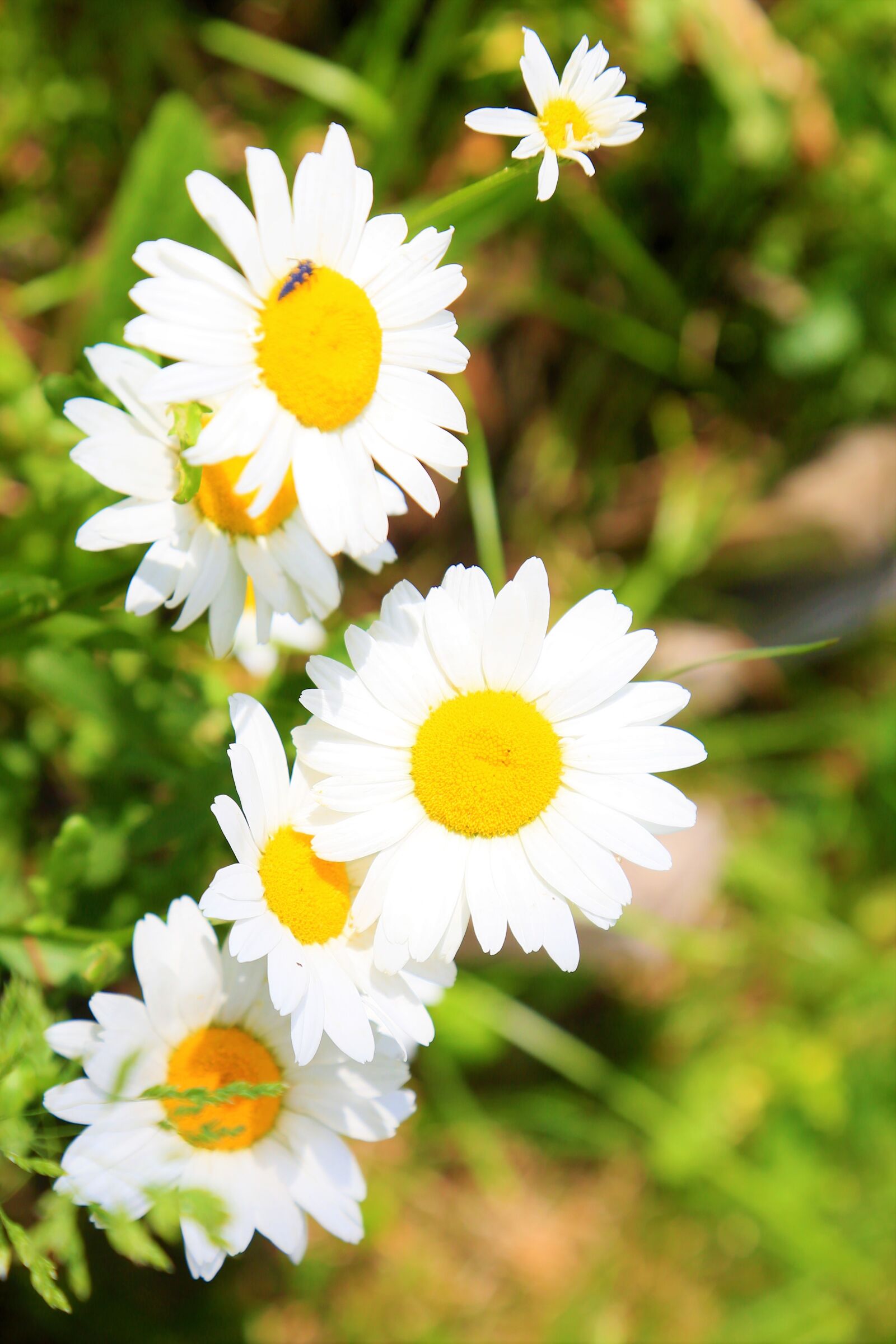 Canon EF 24-105mm F4L IS USM sample photo. Flower, spring, daisy photography