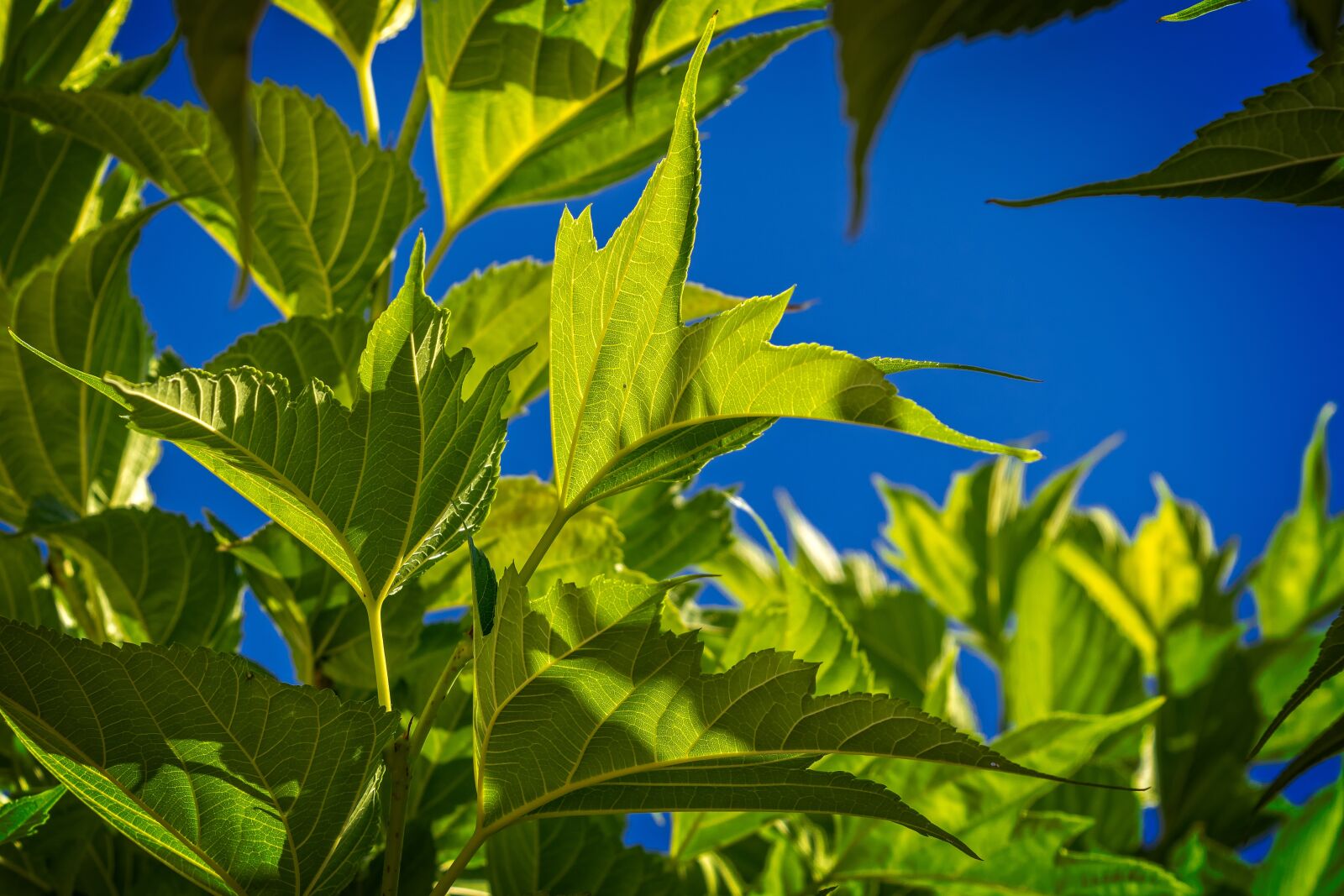 Nikon D3300 sample photo. Leaf, green, backlighting photography