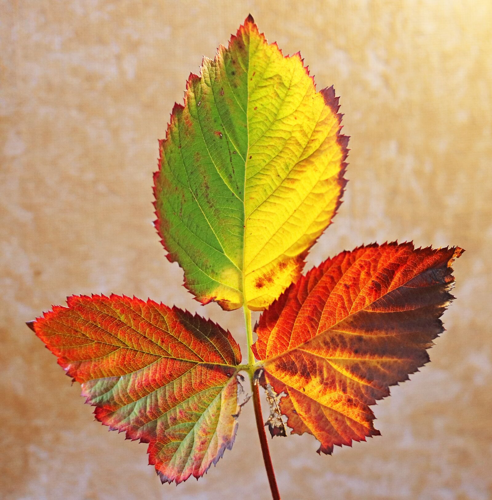 Canon EF-S 60mm F2.8 Macro USM sample photo. Leaf, blackberry, autumn photography