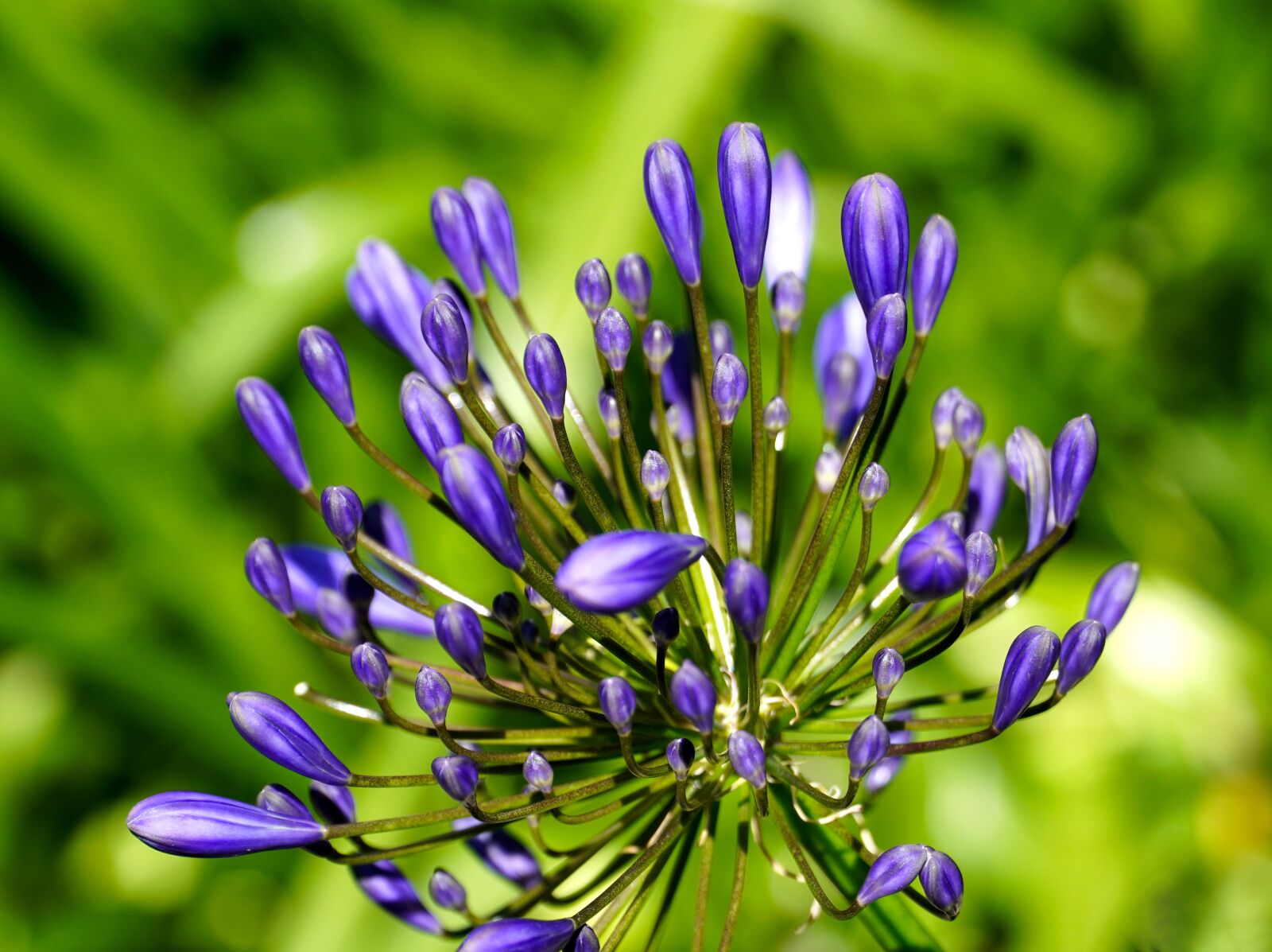 Sony a6400 + Sony E PZ 18-105mm F4 G OSS sample photo. Flower, agapanthus, blossom photography