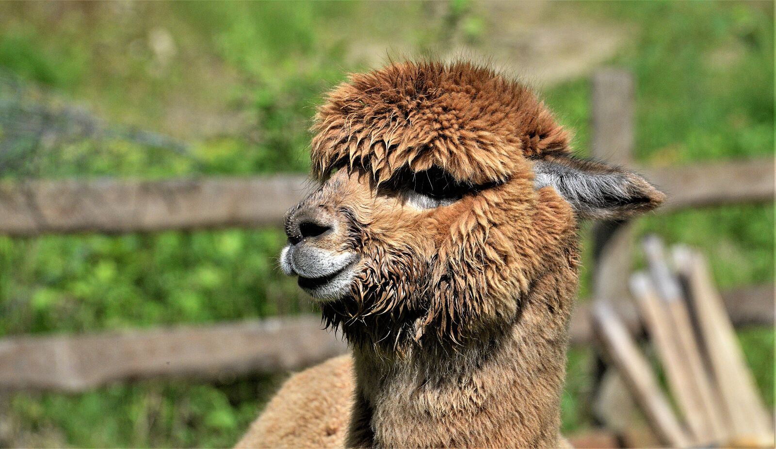 Nikon D610 sample photo. Close up, alpaca, brown photography
